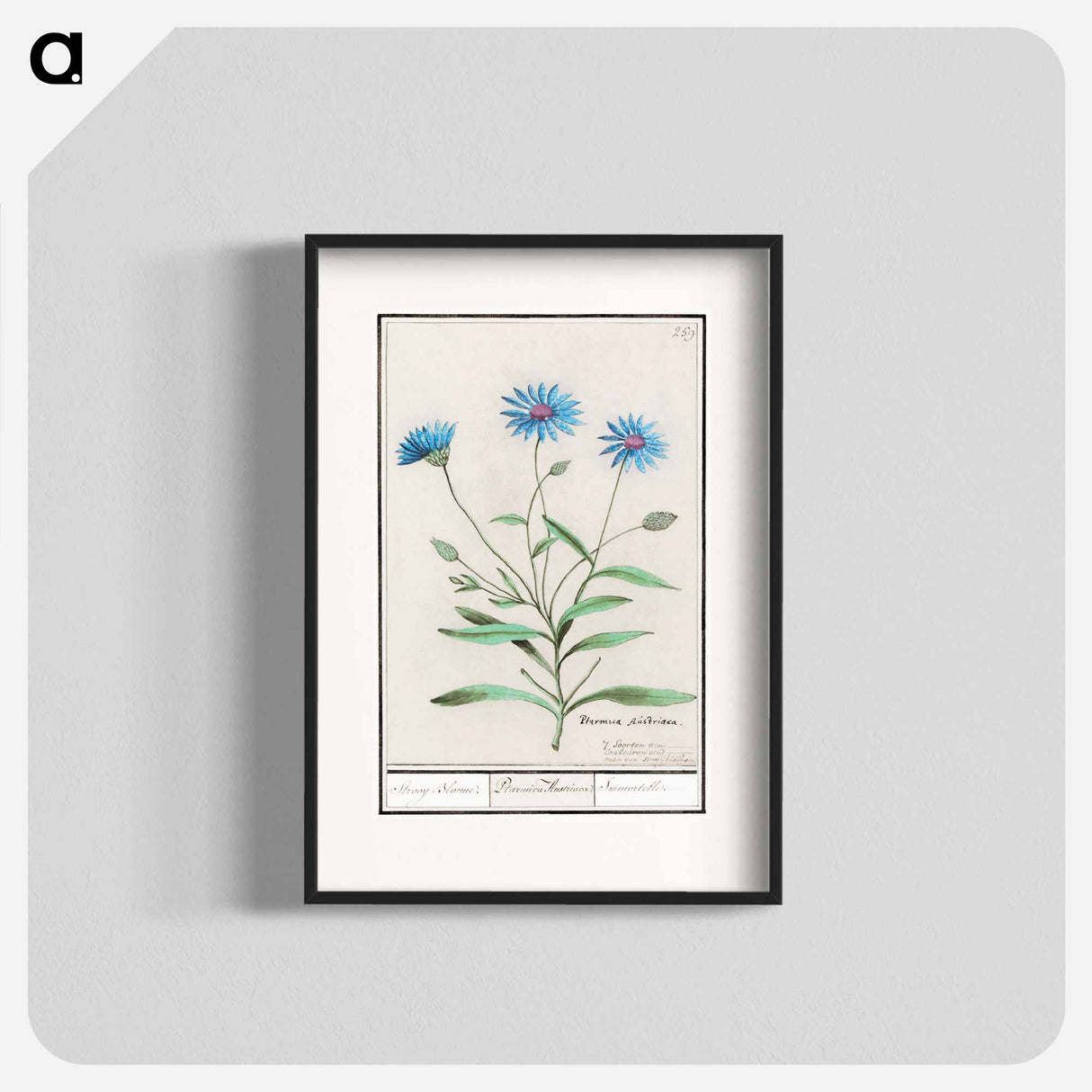 アートポスター-Blue straw flower - アンセルムス ボエティウス デ ブート Poster.