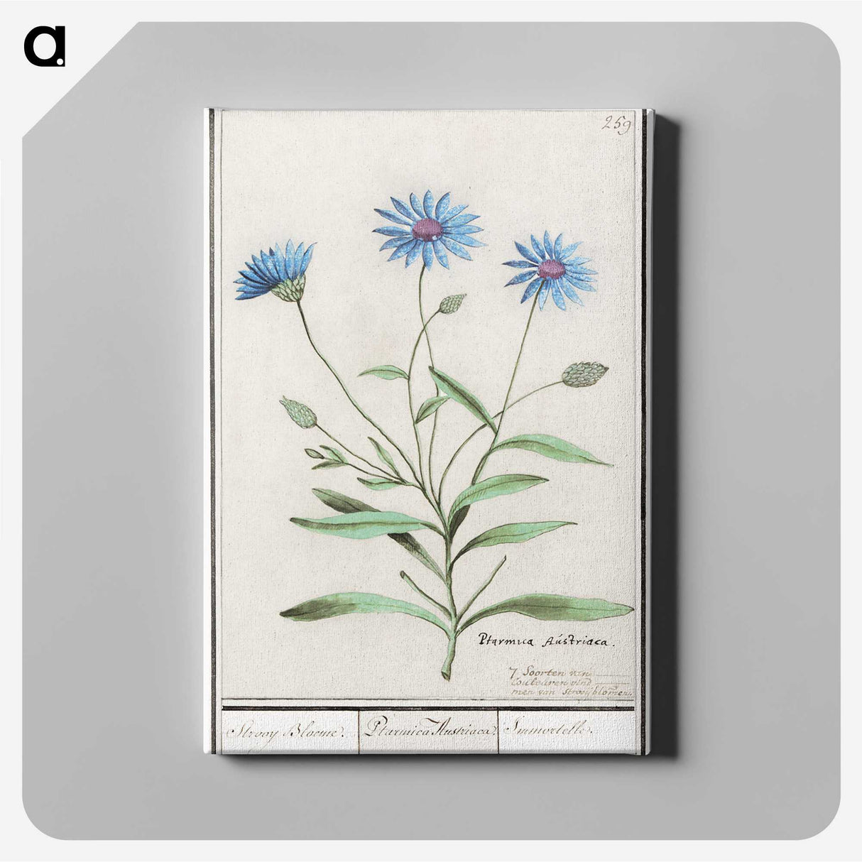 1-59_Anselmus-Boetius-de-Boodt_canvas