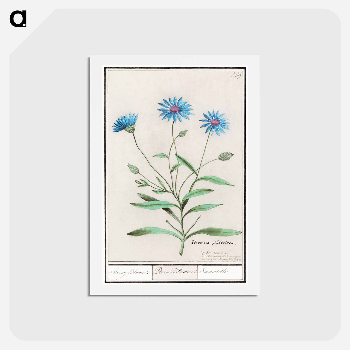 アートポストカード-Blue straw flower - アンセルムス ボエティウス デ ブート Postcard.