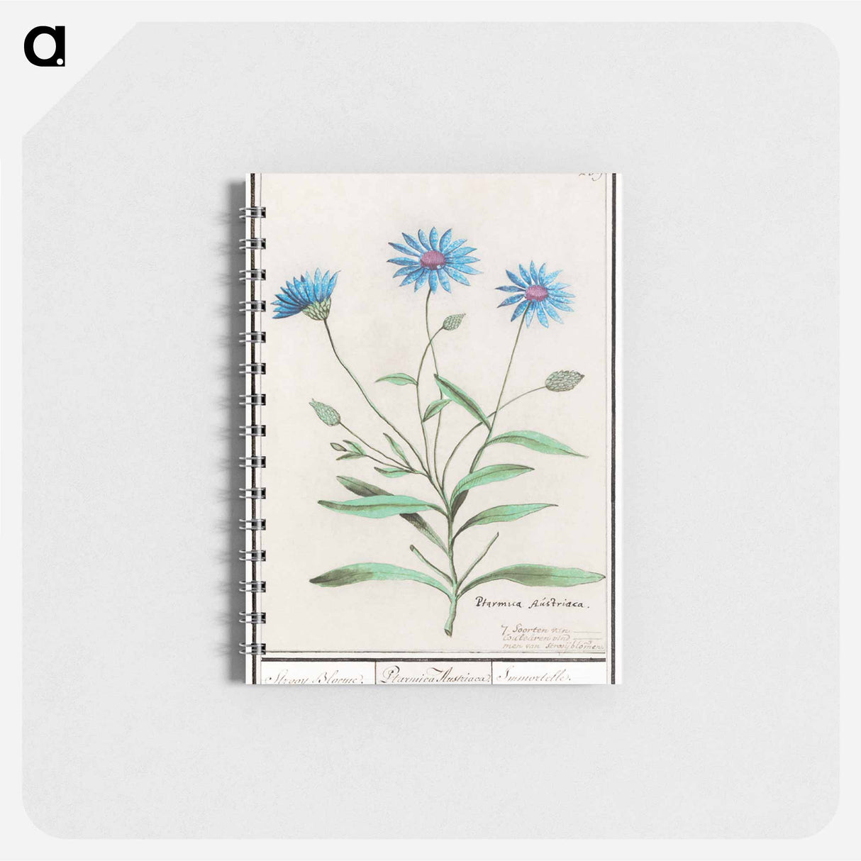 アートメモ帳-Blue straw flower - アンセルムス ボエティウス デ ブート Memo.