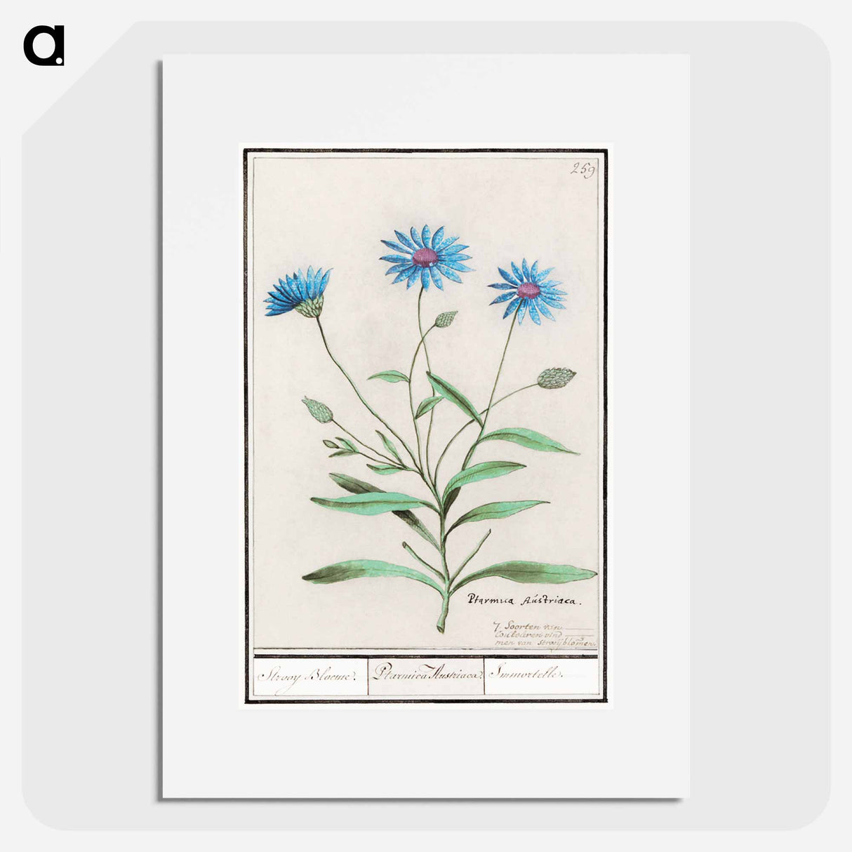 アートポスター-Blue straw flower - アンセルムス ボエティウス デ ブート Poster.