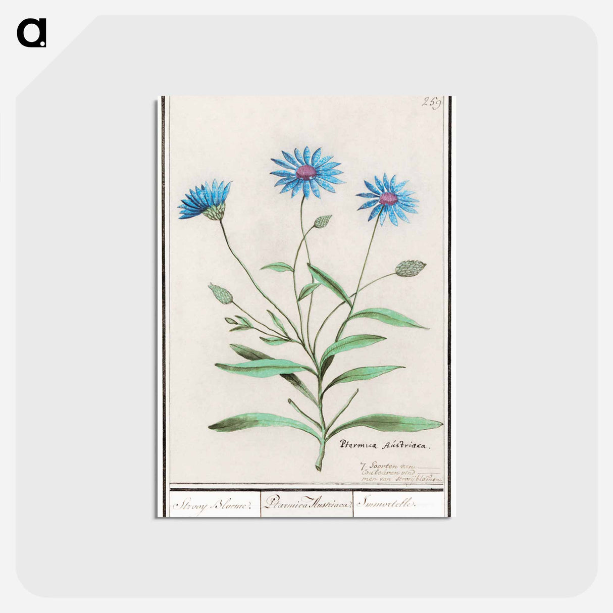 アートポストカード-Blue straw flower - アンセルムス ボエティウス デ ブート Postcard.