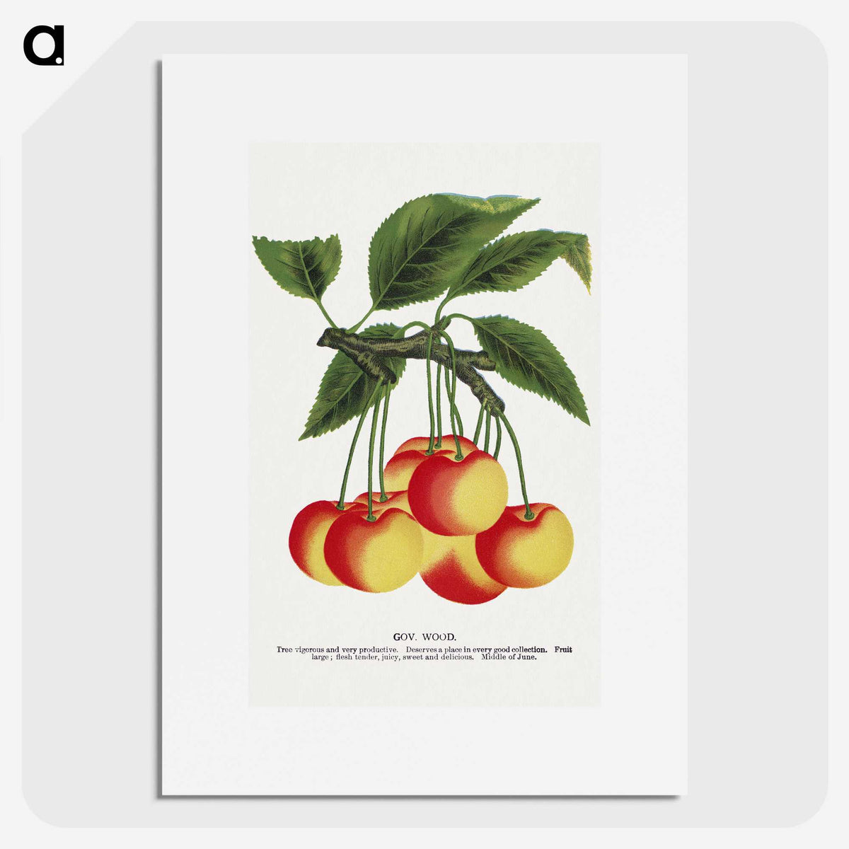 1-59_Botanical-Specimen-Plates_picture