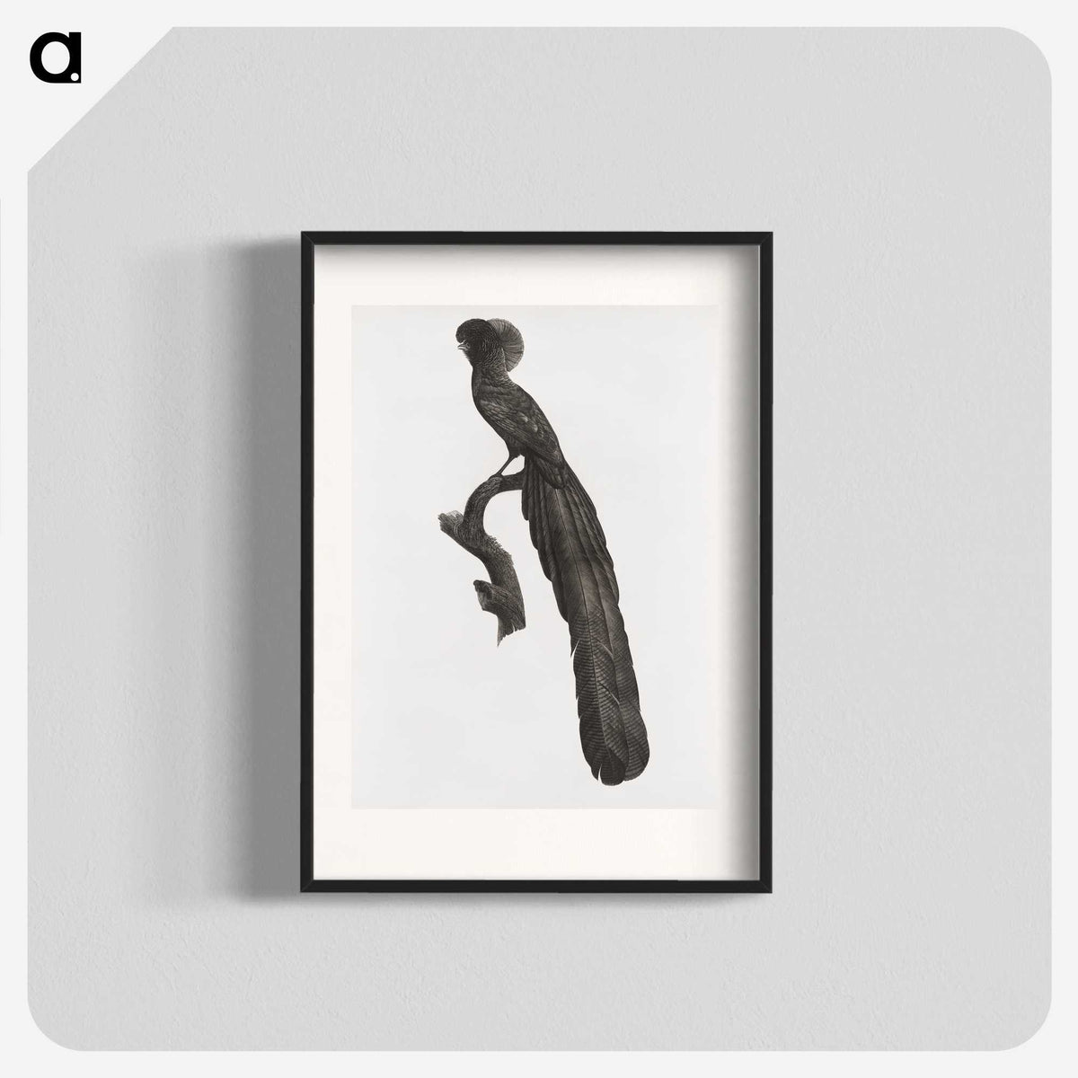 1-59_Des-Oiseaux-de-Paradis_blk