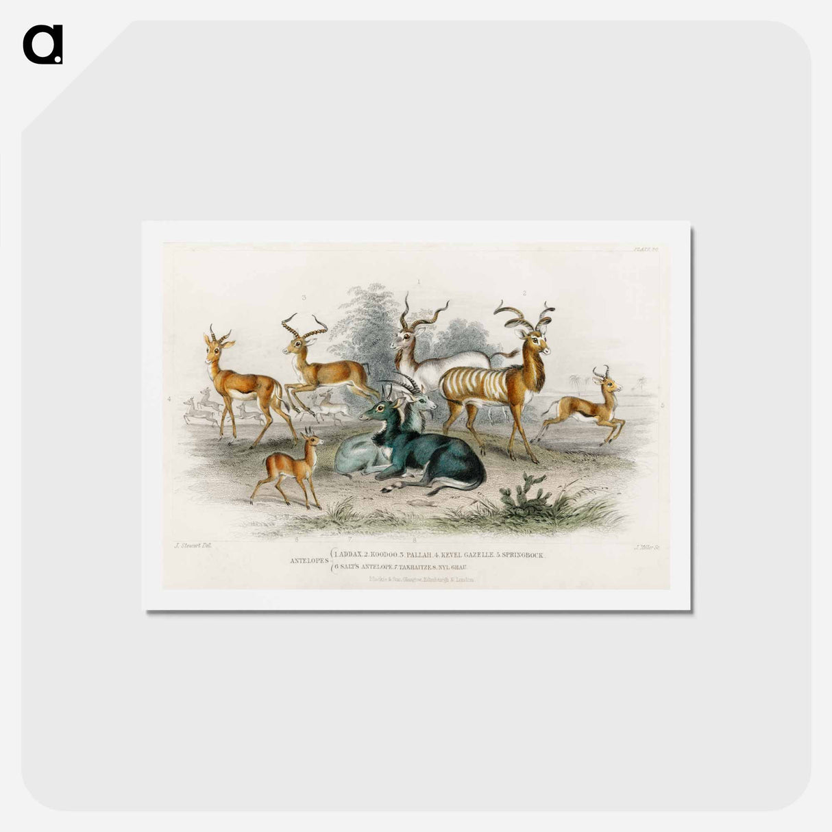 アートポストカード-Antelopes of Animated Nature
- ゴールドスミスの生き生きとした自然 Postcard.