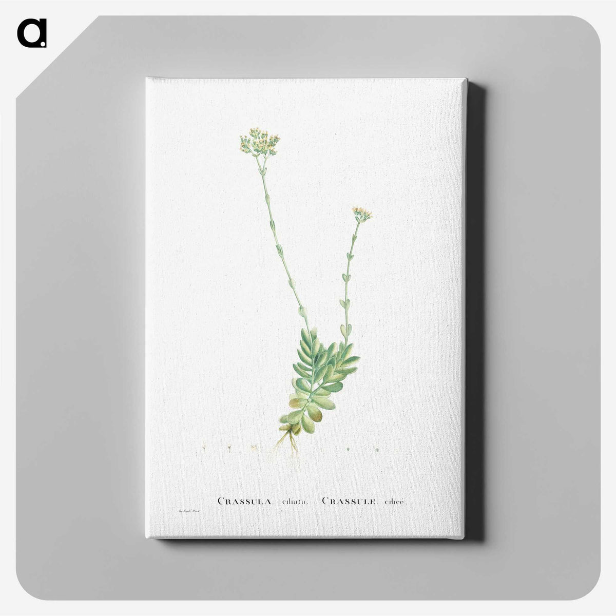 1-59_Histoire-des-Plantes-Grasses_canvas