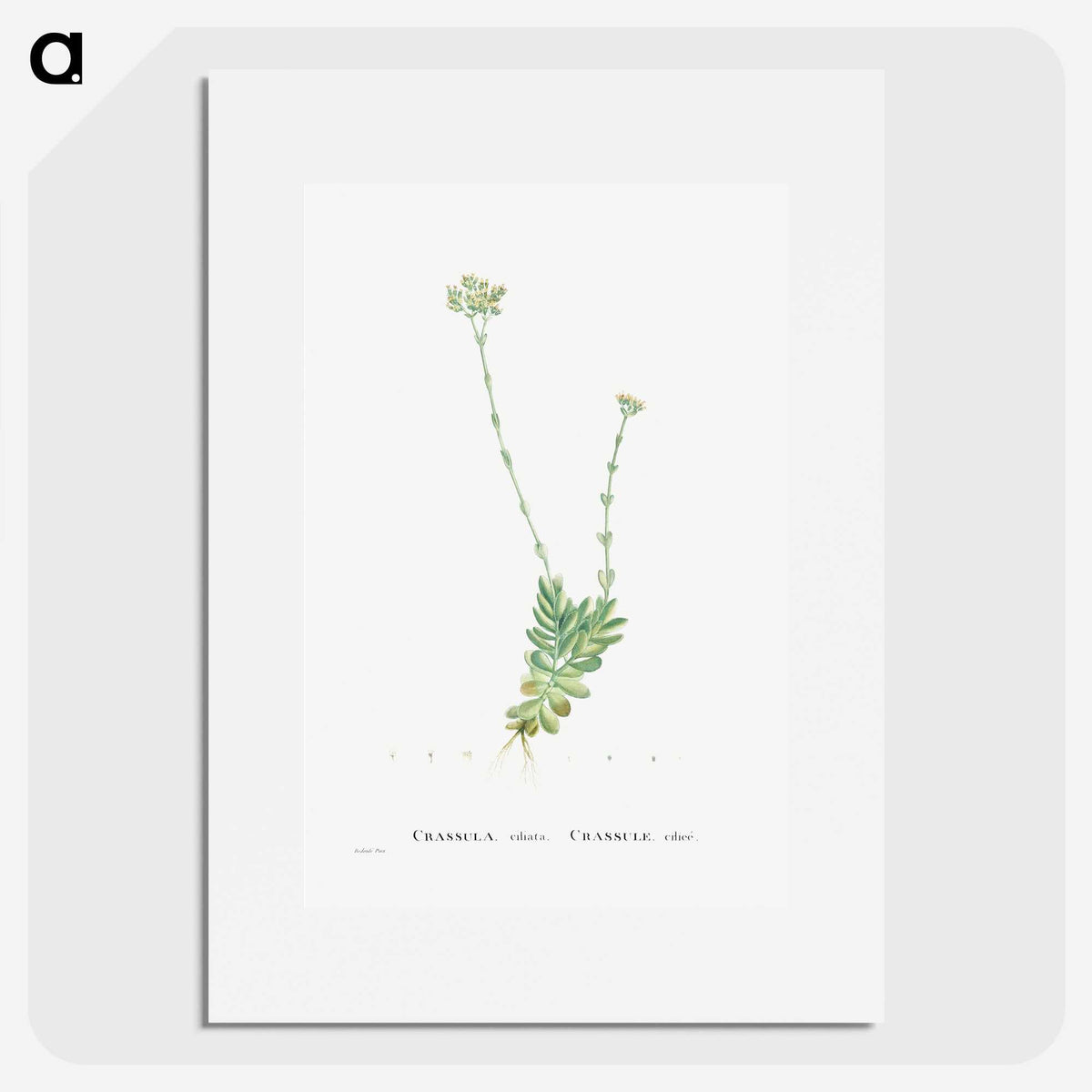 1-59_Histoire-des-Plantes-Grasses_picture