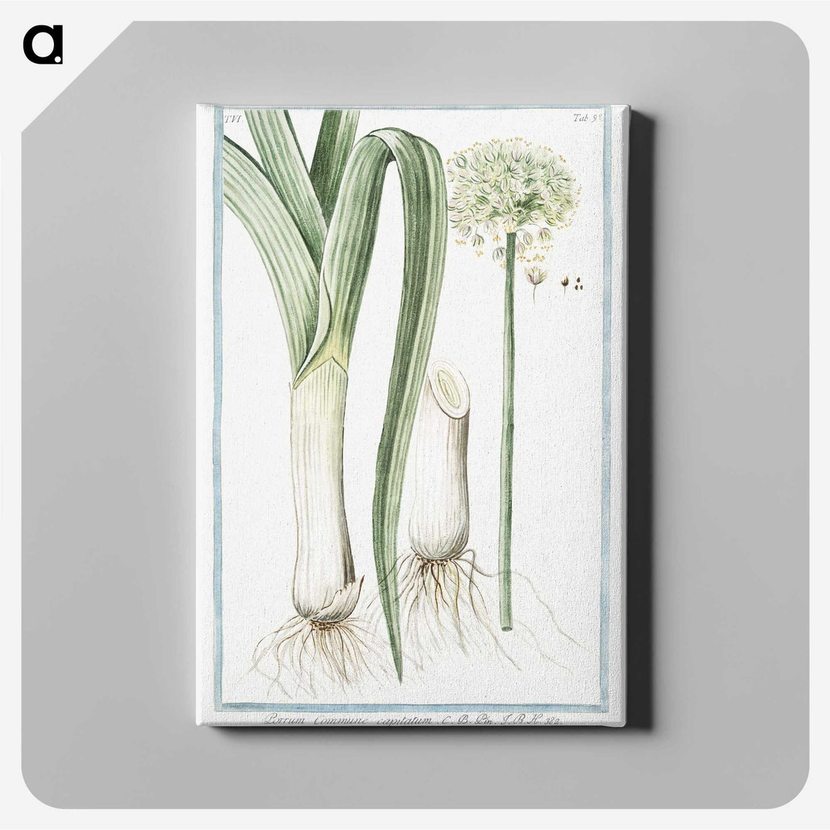 1-59_Hortus-Romanus-Botanical-Plates_canvas