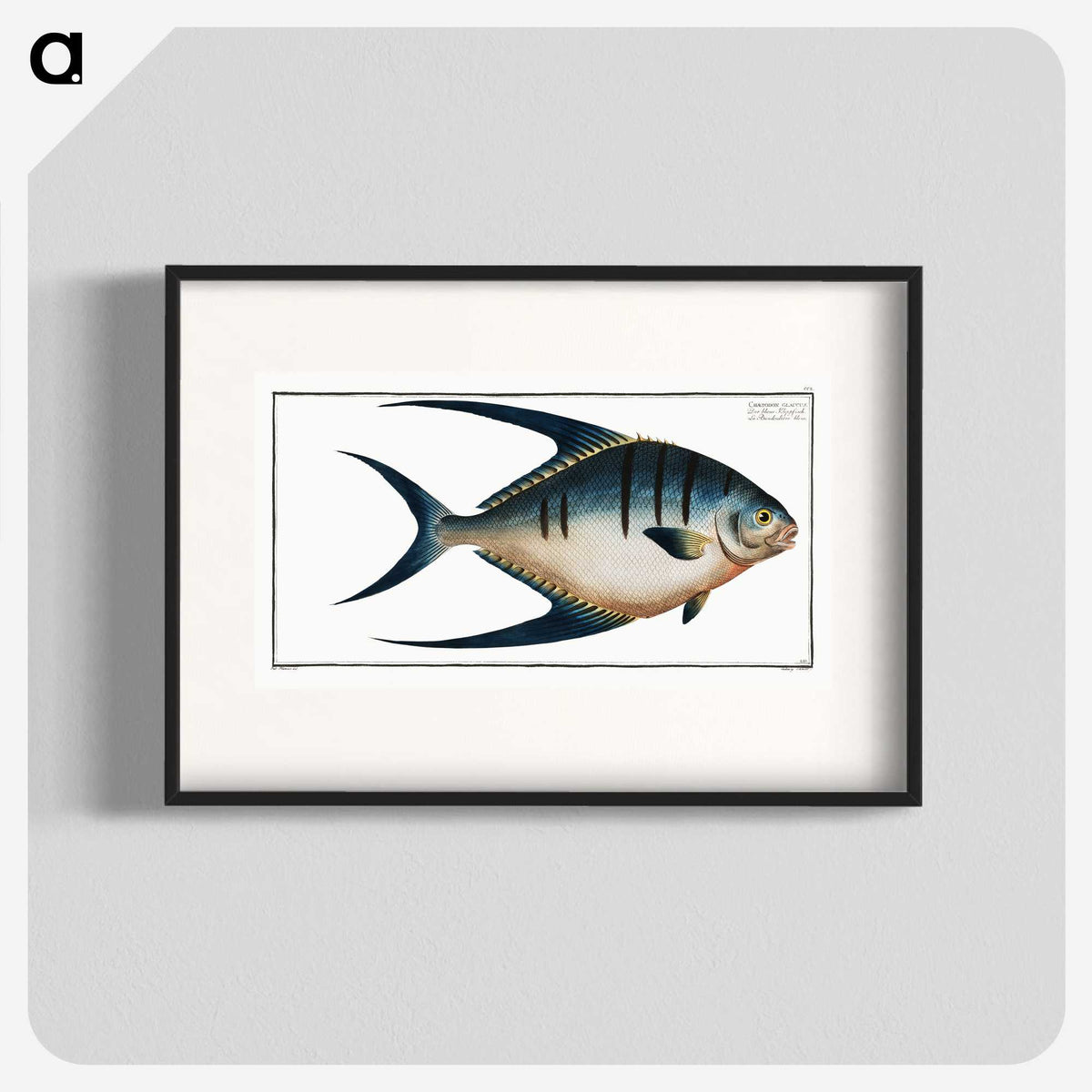 1-59_Ichtyologie-ou-Histoire-naturelle_blk