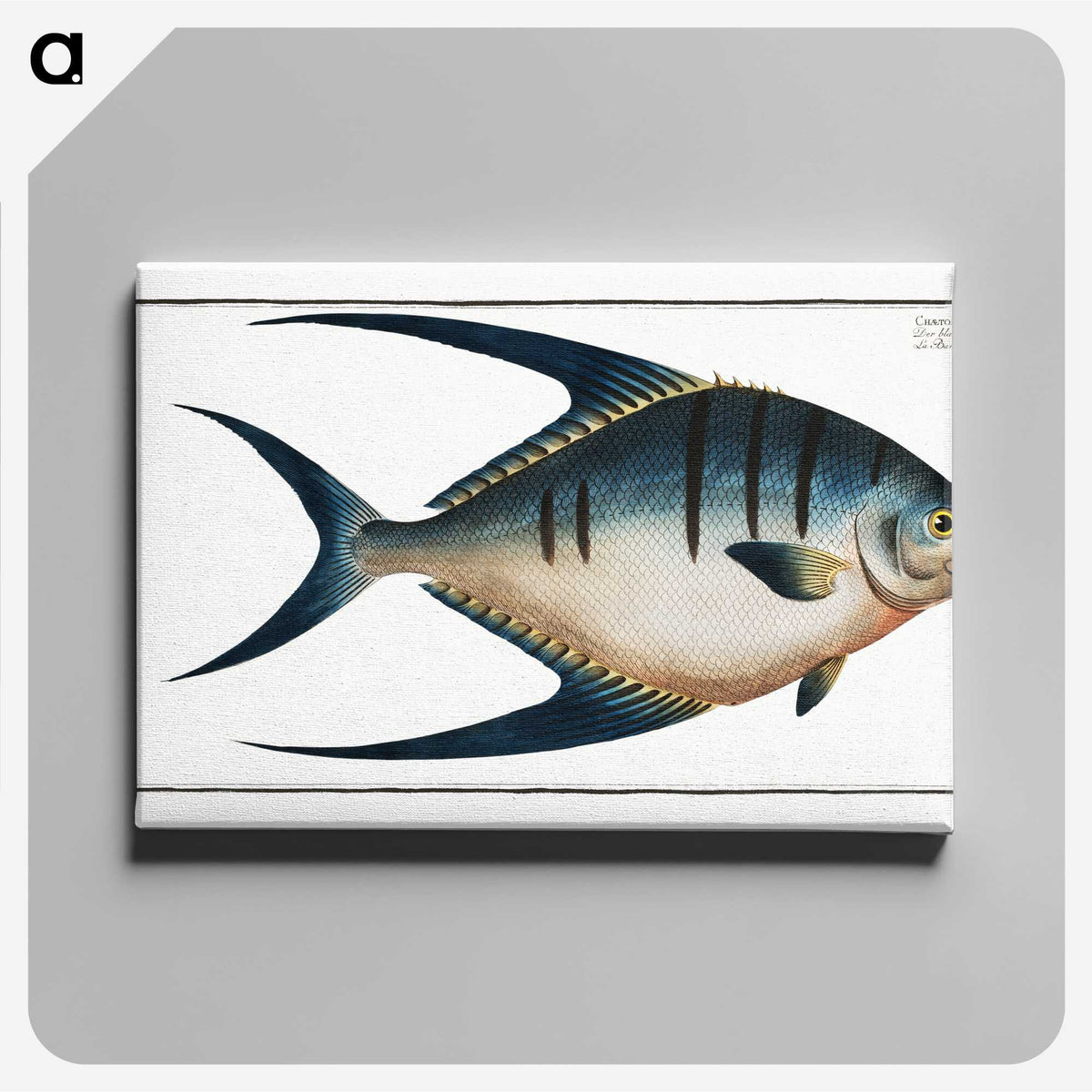1-59_Ichtyologie-ou-Histoire-naturelle_canvas