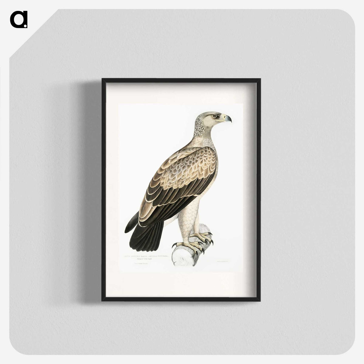 1-59_Indian-Zoology_blk