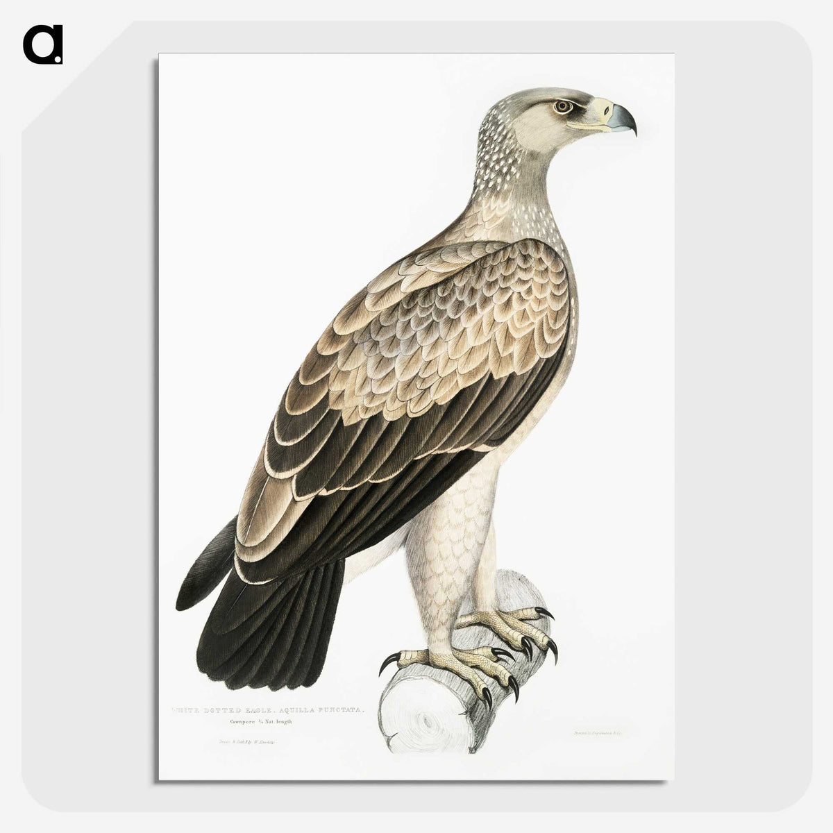 1-59_Indian-Zoology_picture-crop