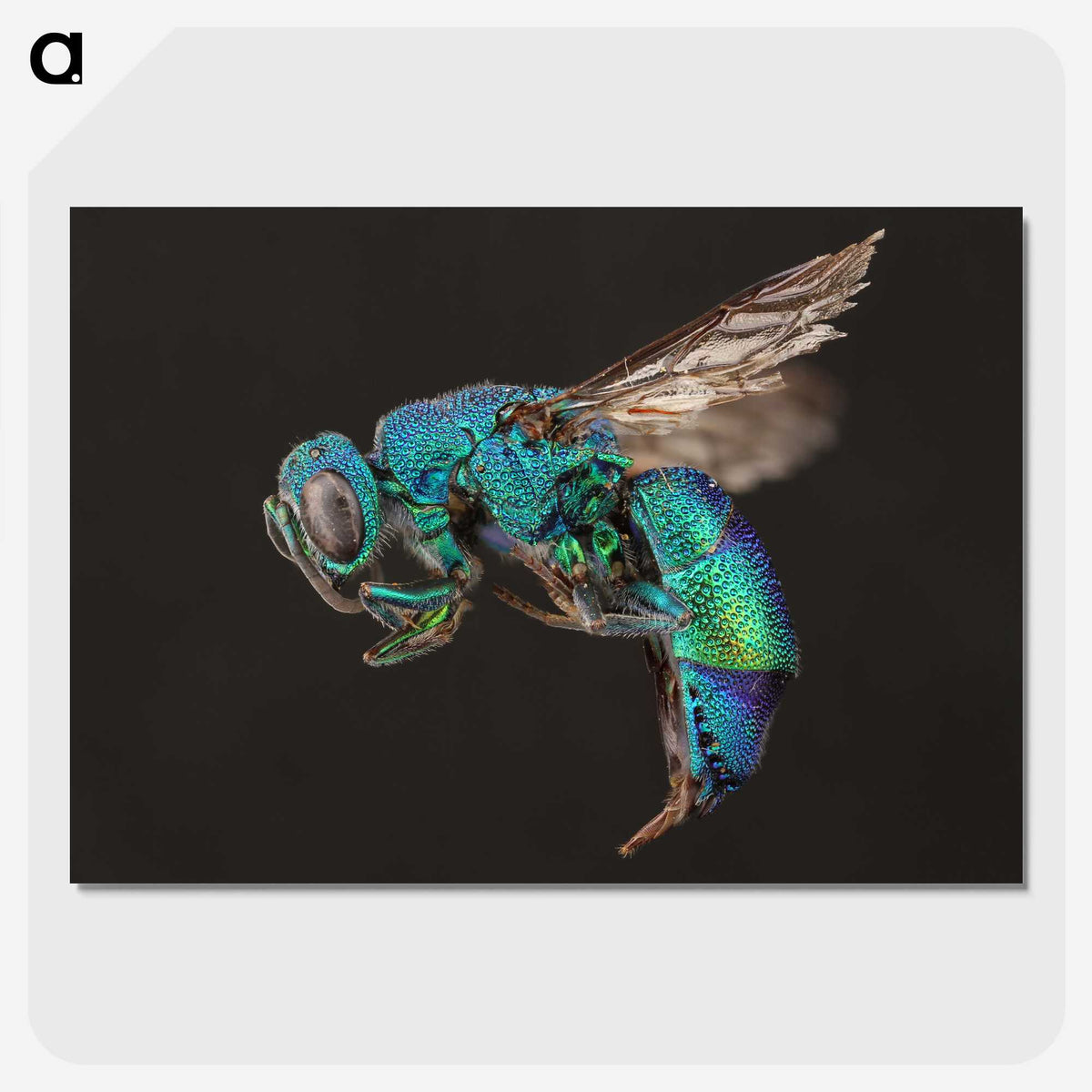 1-59_Insects-Unlocked-Project_picture-crop