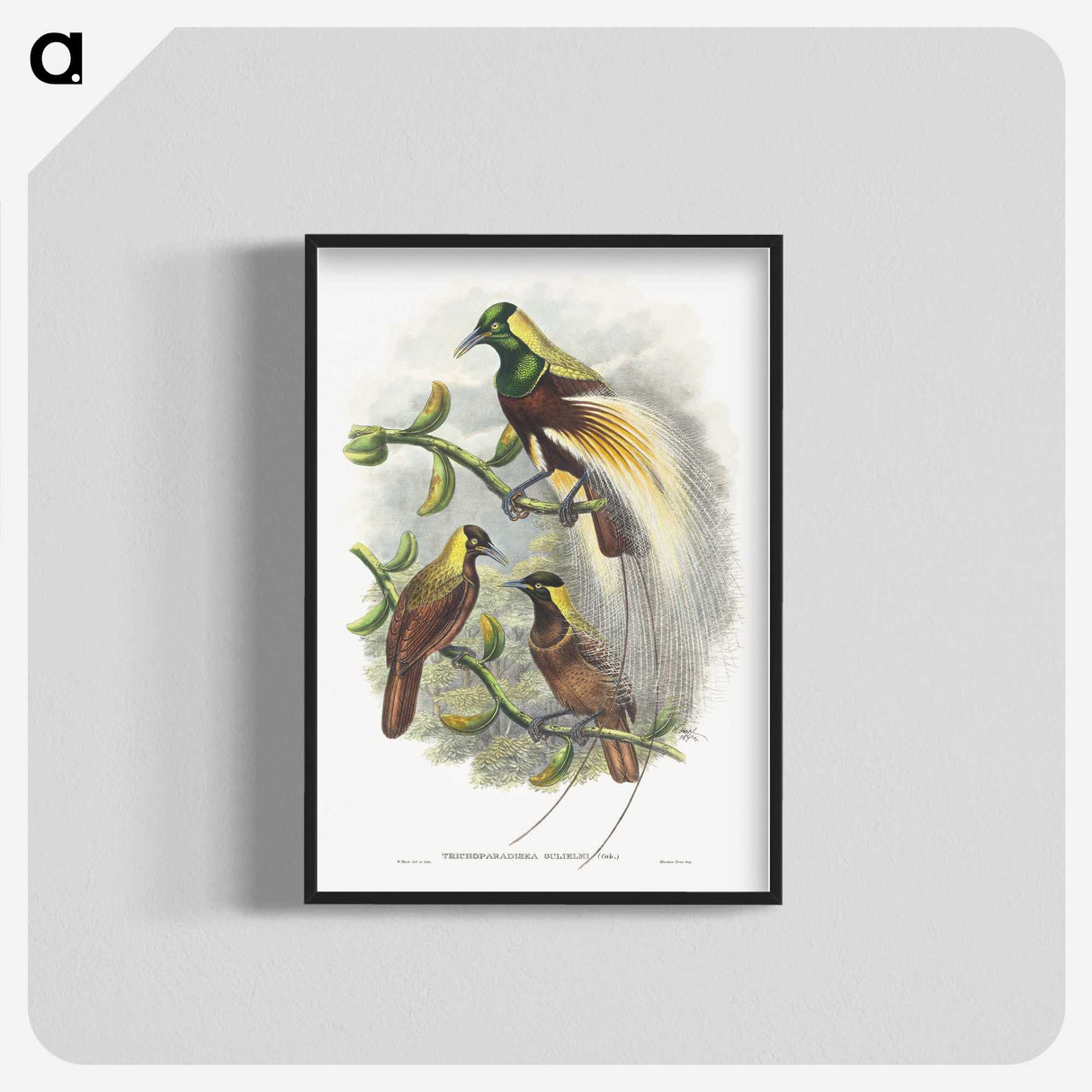 1-59_John-Gould_blk-crop