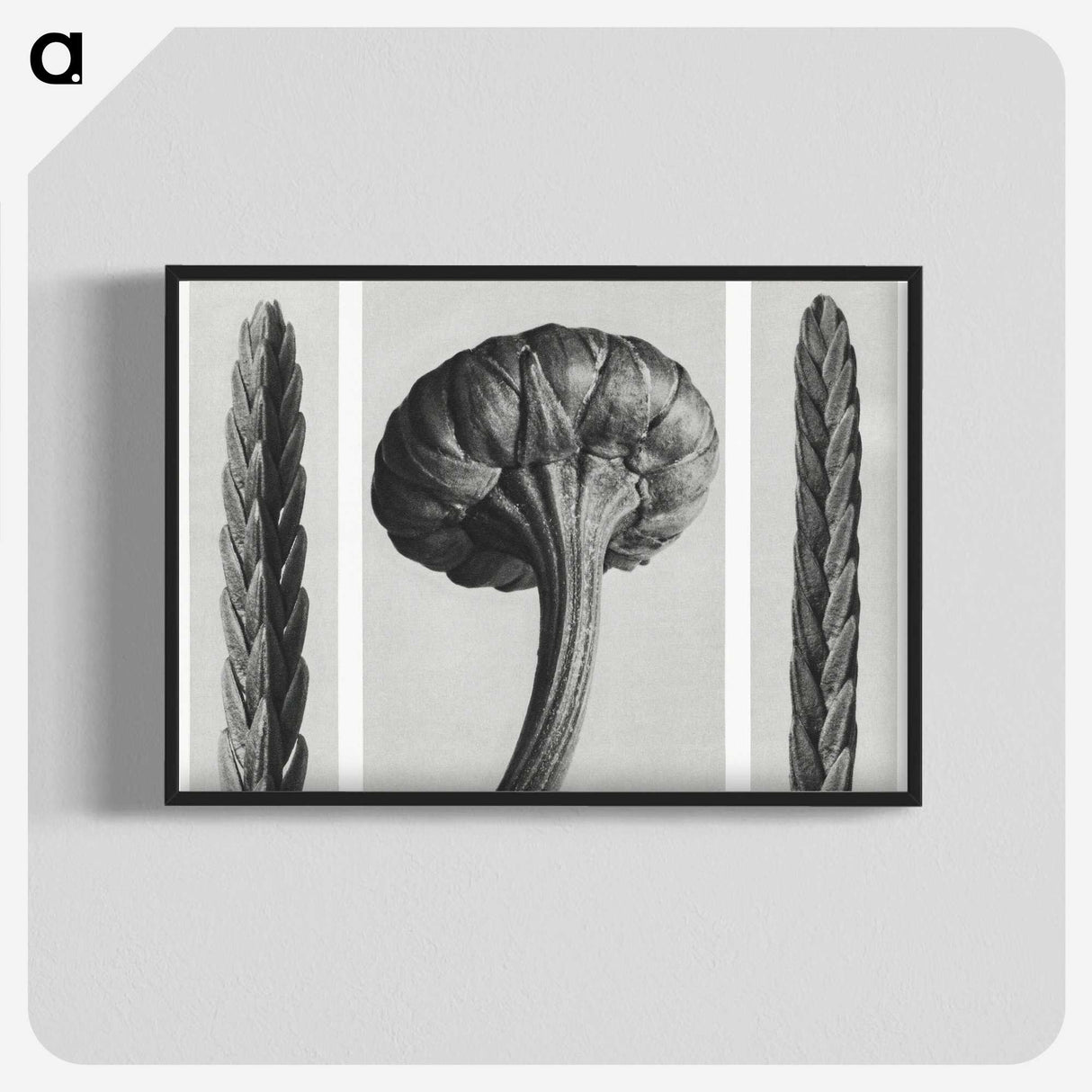1-59_Karl-Blossfeldt_blk-crop
