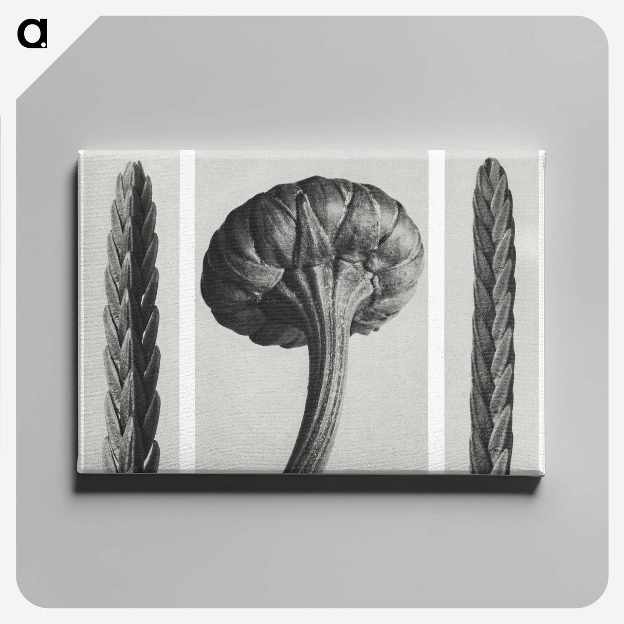 1-59_Karl-Blossfeldt_canvas