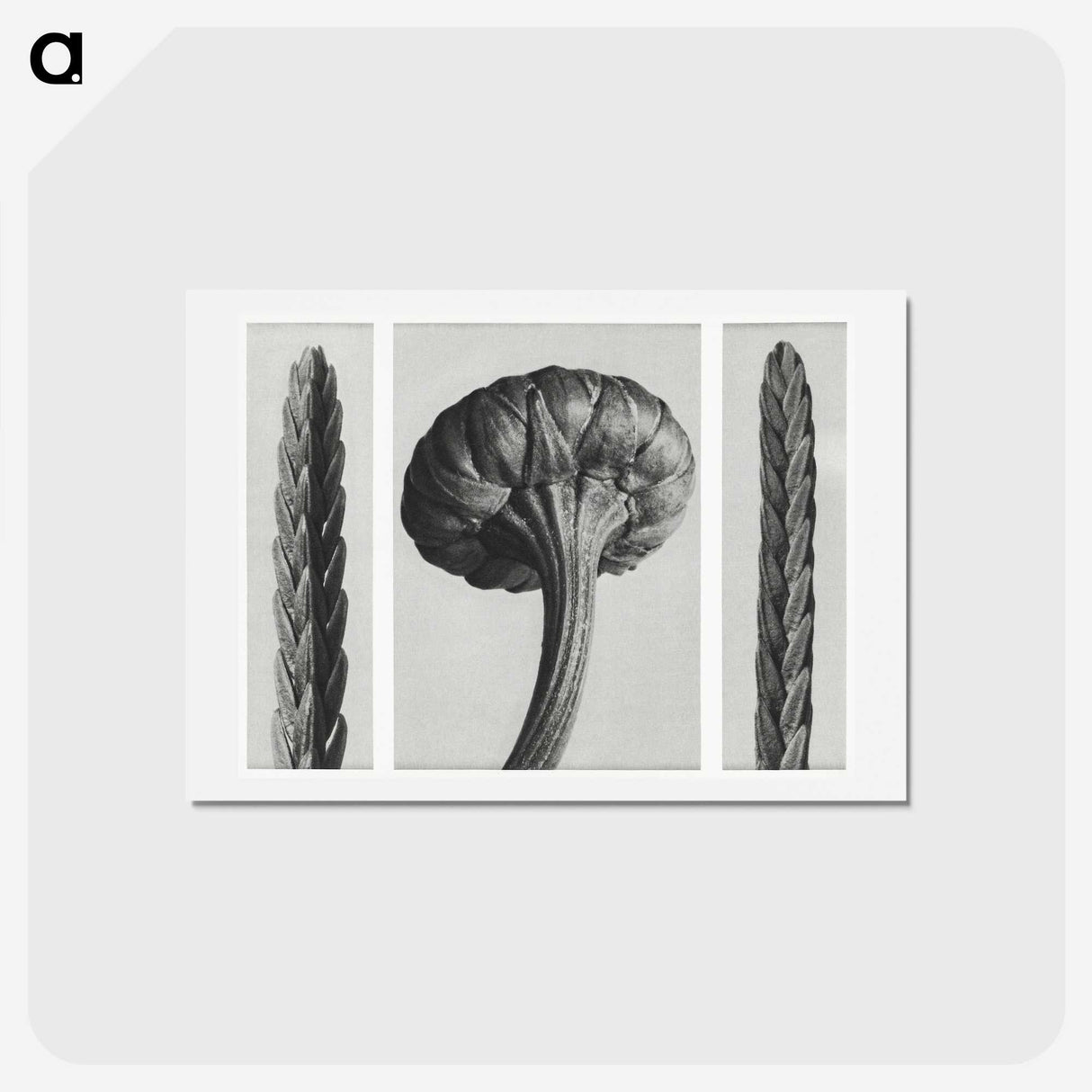 1-59_Karl-Blossfeldt_hagaki