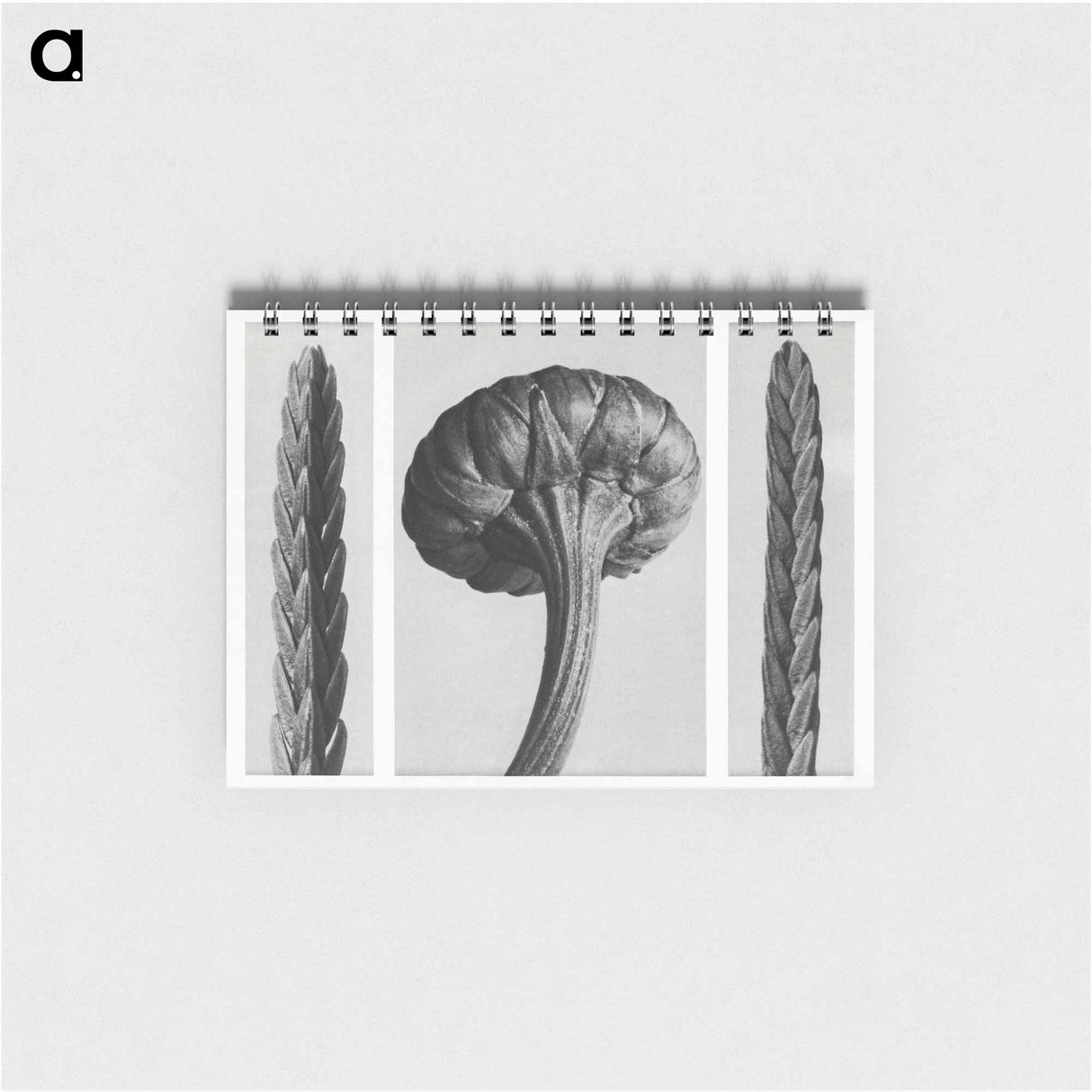 Cassiope Tetragona (Heather) and Chrysanthemum Leucanthemum (Ox–Eye Daisy Flowerbud) - カール ブロスフェルト Memo.