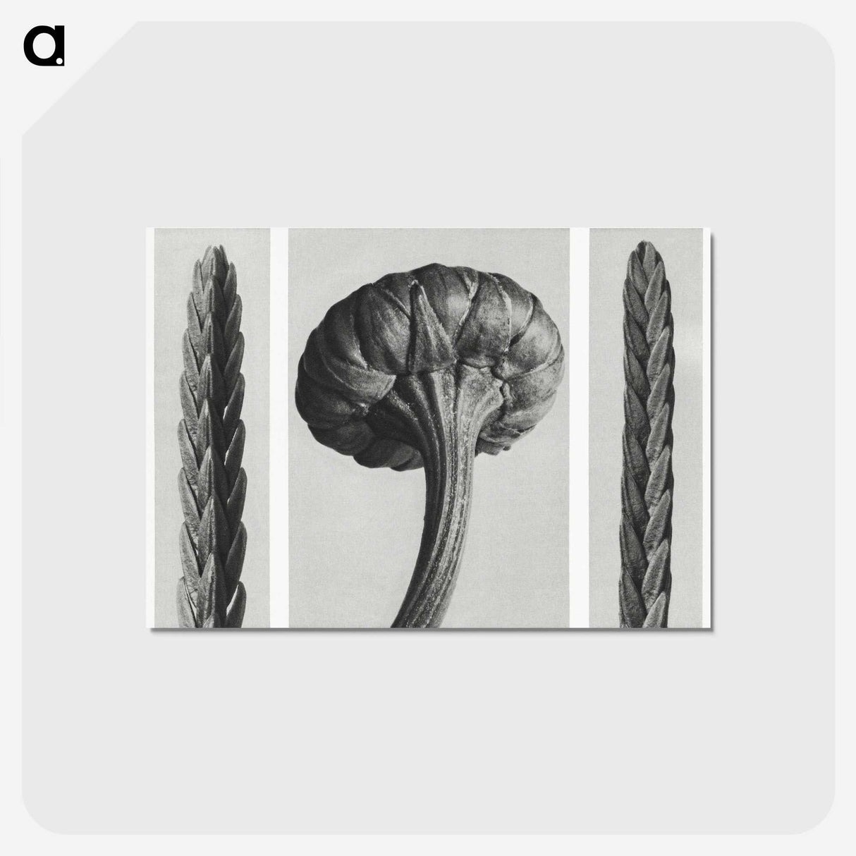 1-59_Karl-Blossfeldt_postcard