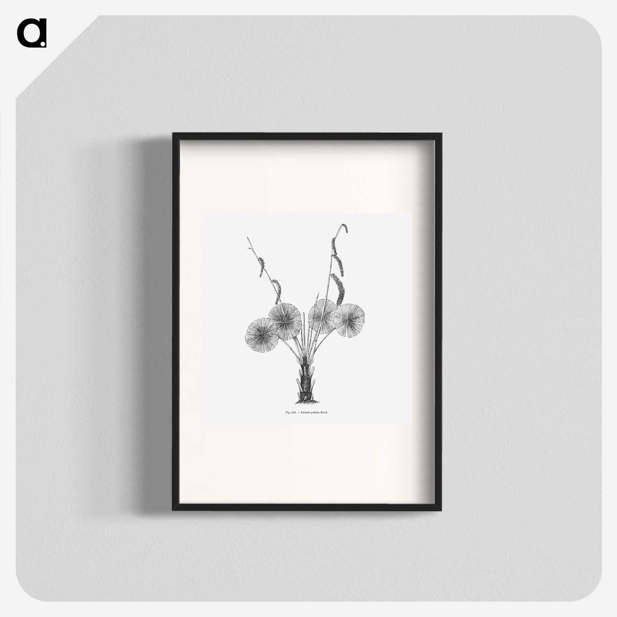 1-59_Les-Palmiers-Histoire-Iconographique_blk