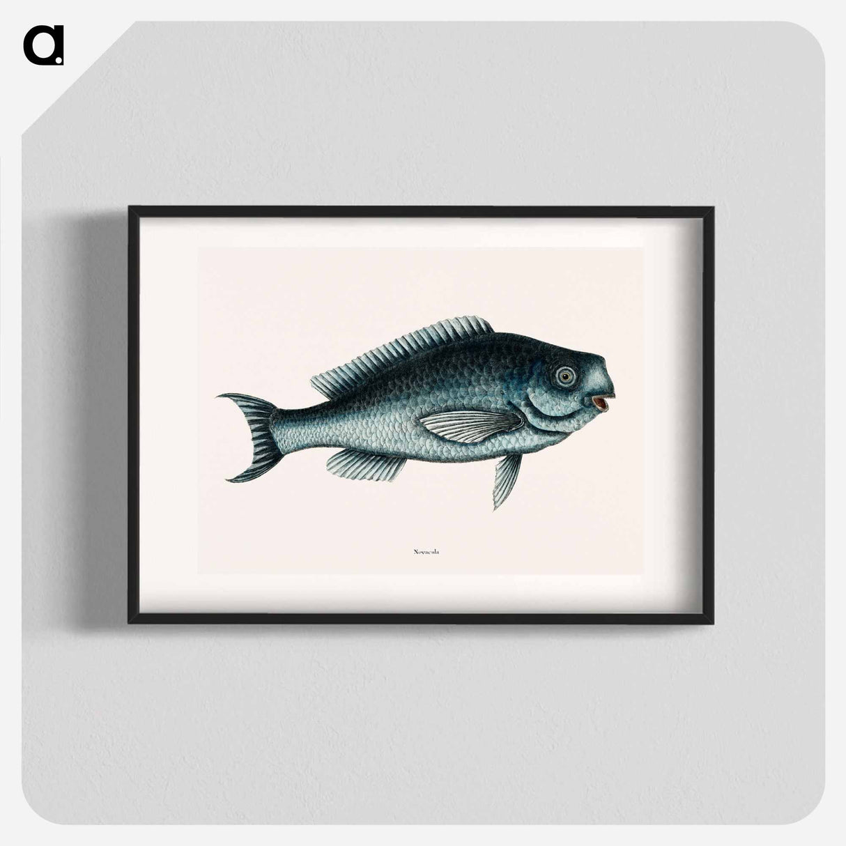 アートポスター-Blue Fish
- マーク ケイツビー Poster.