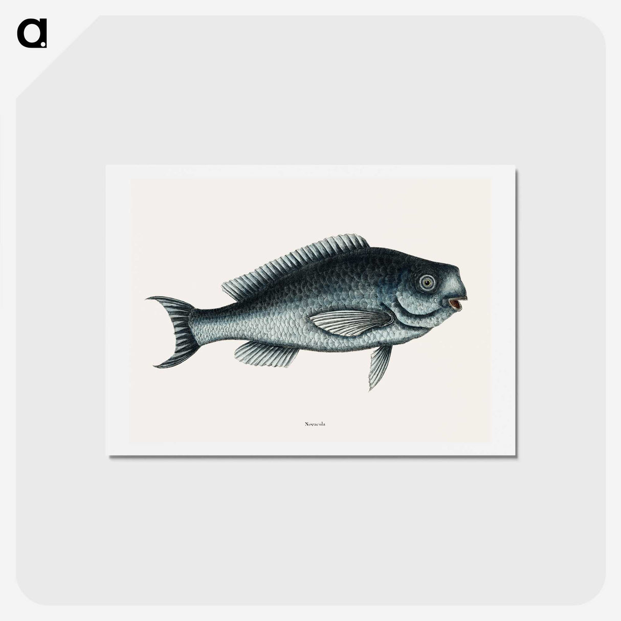 1-59_Mark-Catesby_hagaki