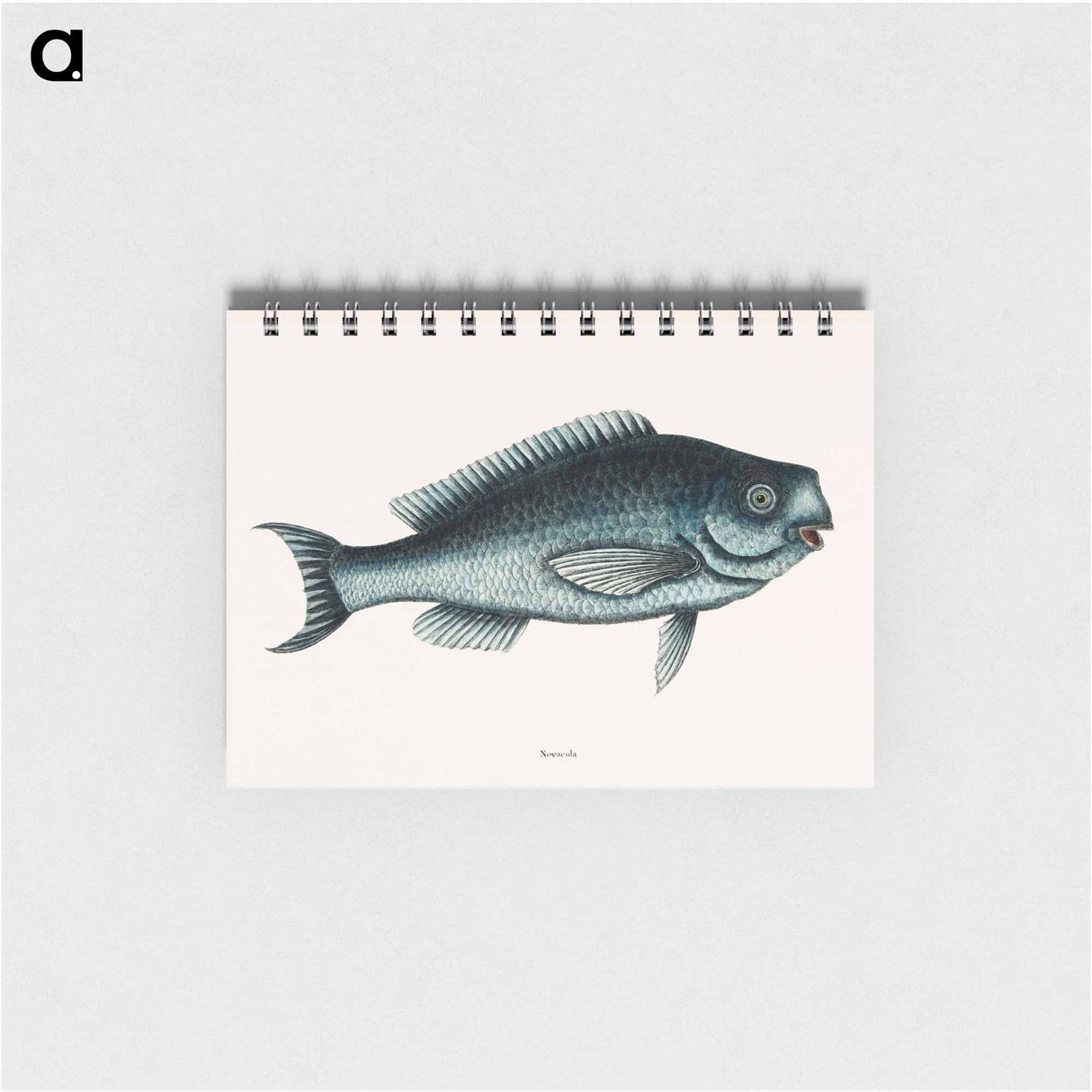 アートメモ帳-Blue Fish
- マーク ケイツビー Memo.