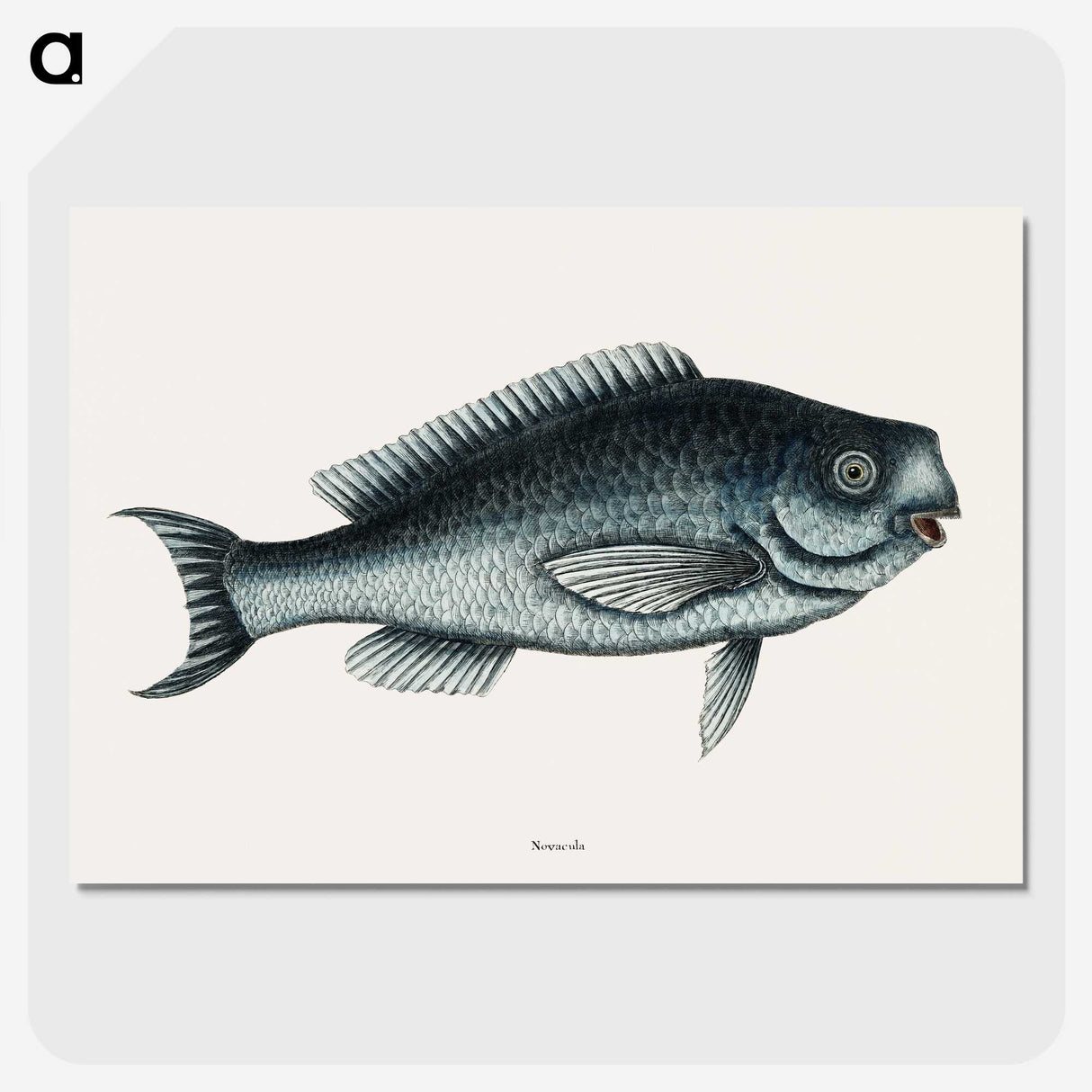 1-59_Mark-Catesby_picture-crop