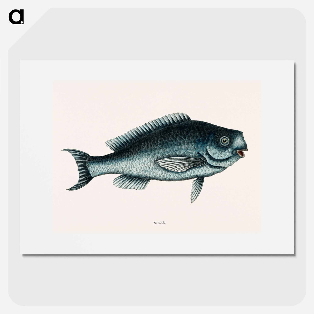 アートポスター-Blue Fish
- マーク ケイツビー Poster.