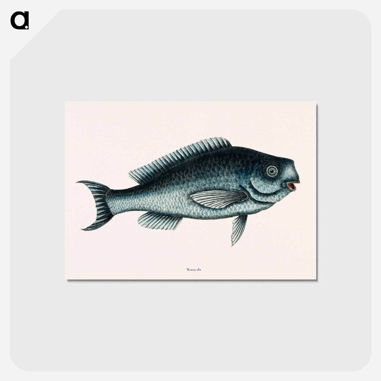 アートポストカード-Blue Fish
- マーク ケイツビー Postcard.