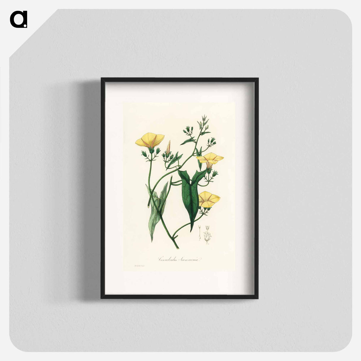 アートポスター-Scammony Illustration
- 薬用植物学 Poster.
