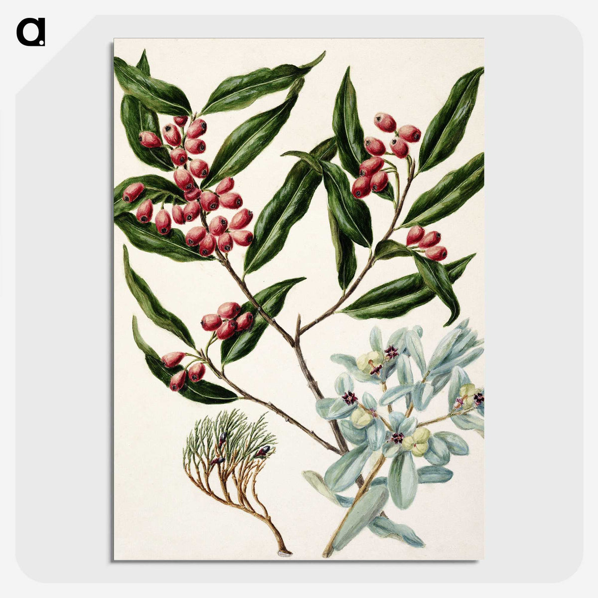 1-59_Native-Flowering-Plants-of-New-Zealand_picture-crop