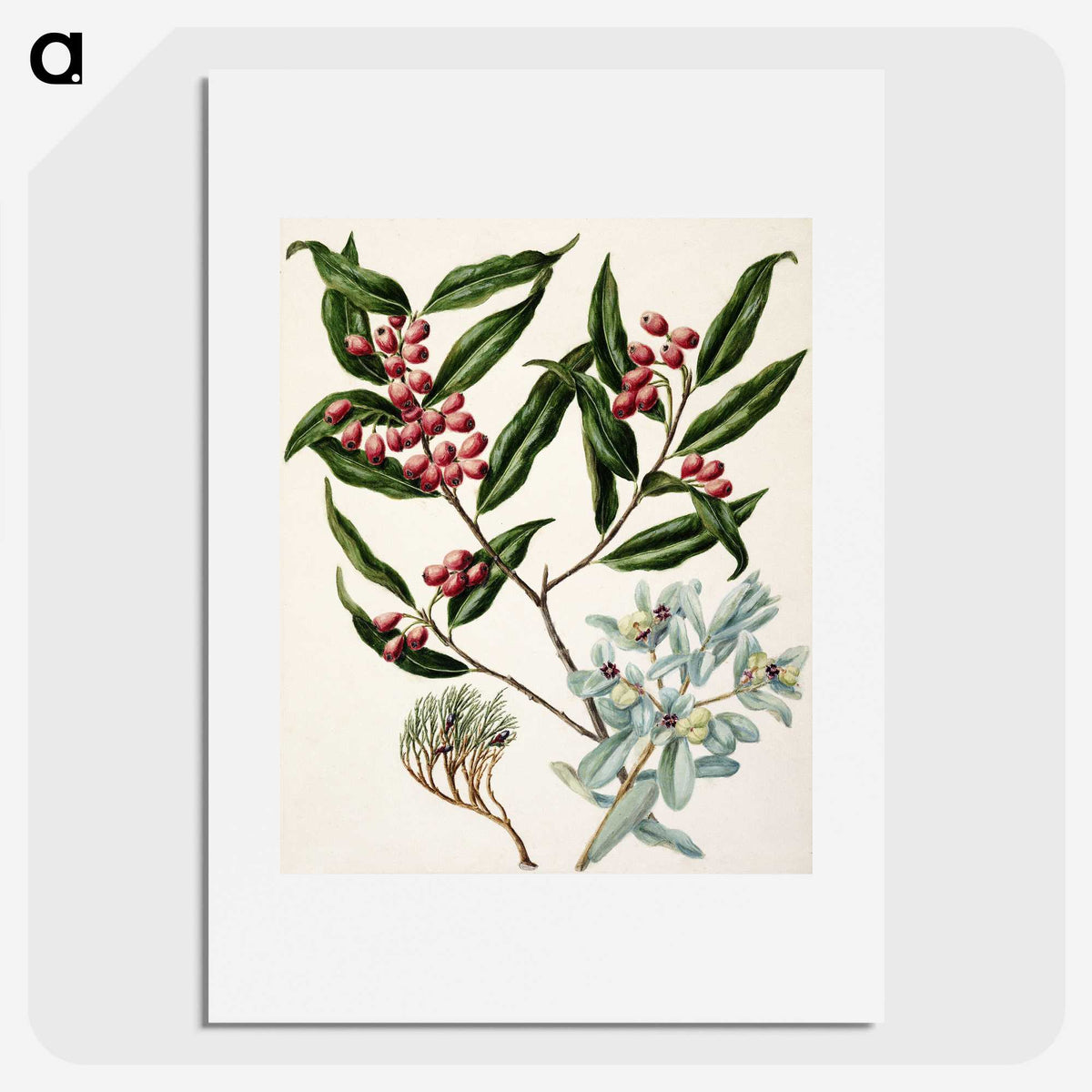 1-59_Native-Flowering-Plants-of-New-Zealand_picture