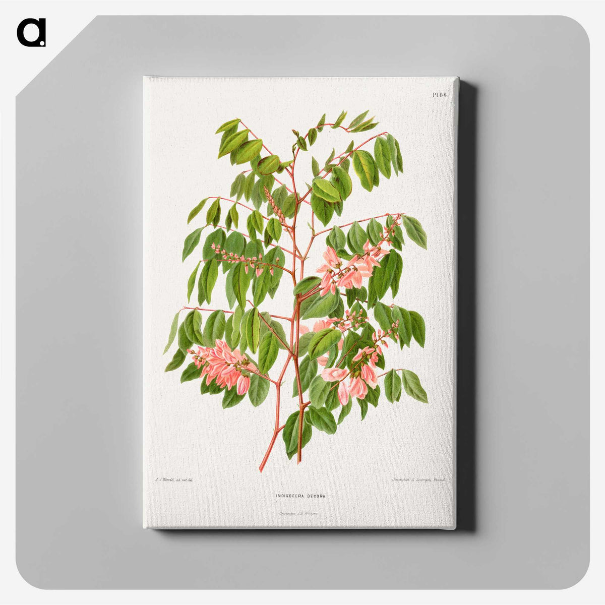 1-59_Nederlandsche-Flora-en-Pomona_canvas
