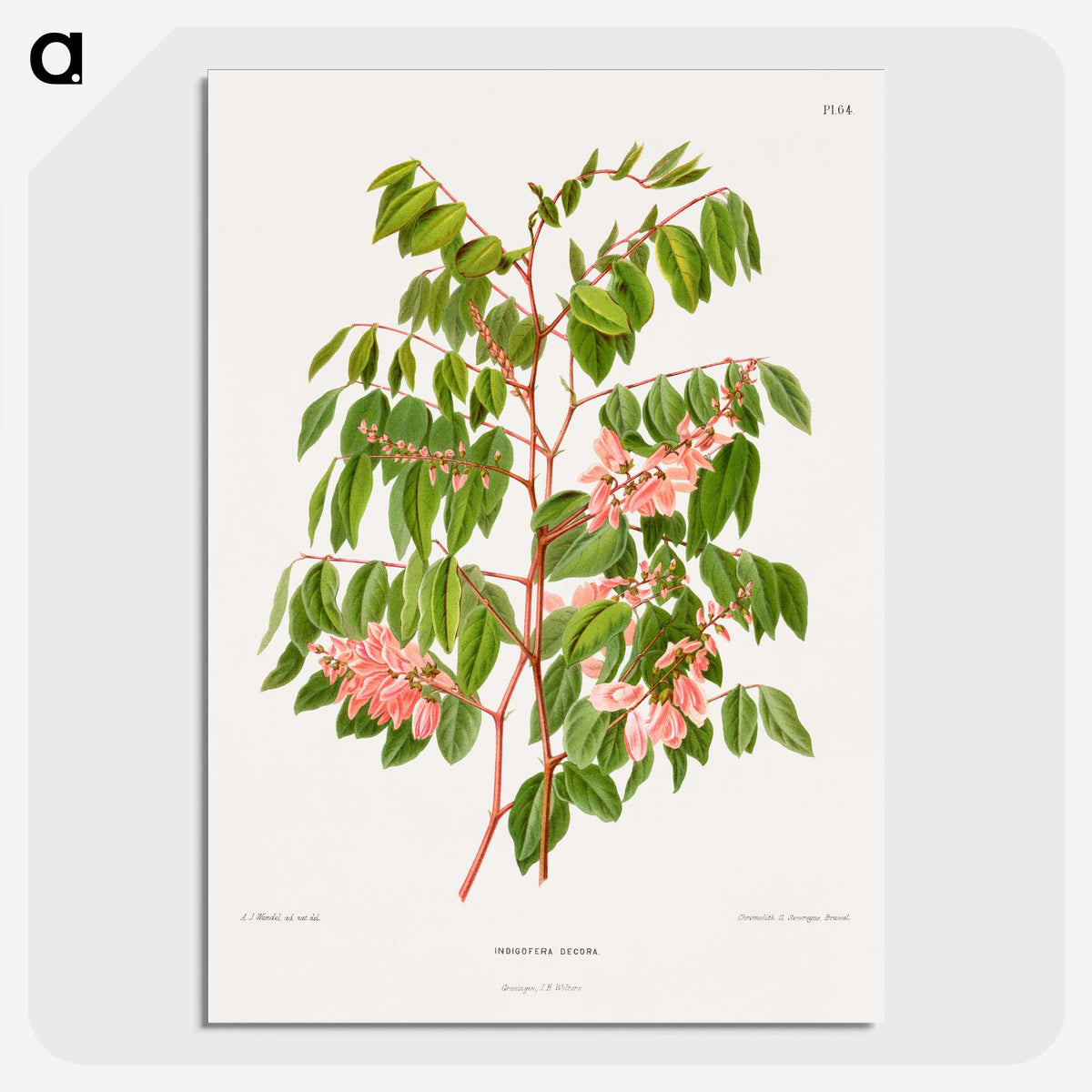 1-59_Nederlandsche-Flora-en-Pomona_picture-crop