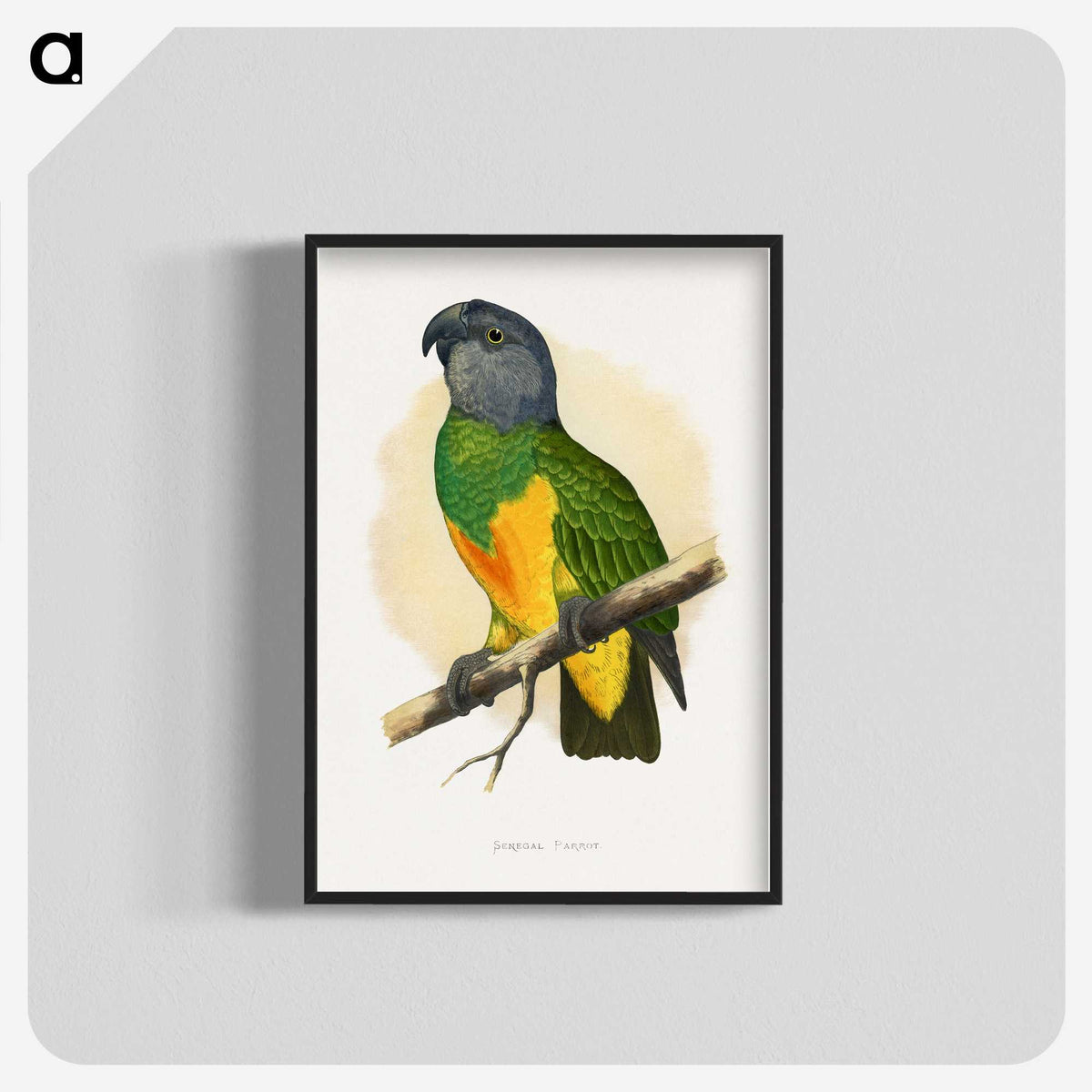 1-59_Parrots-in-Captivity_blk-crop