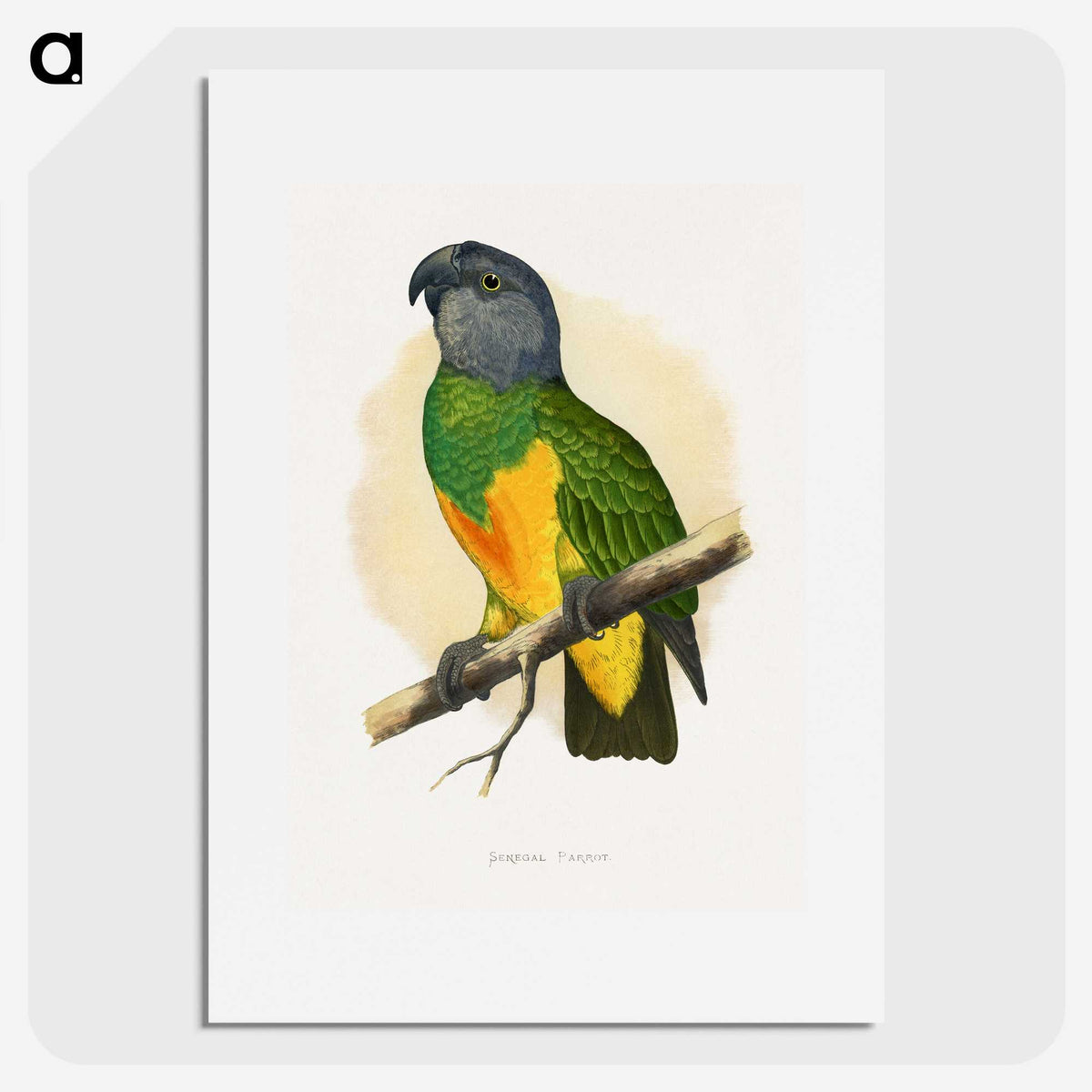1-59_Parrots-in-Captivity_picture