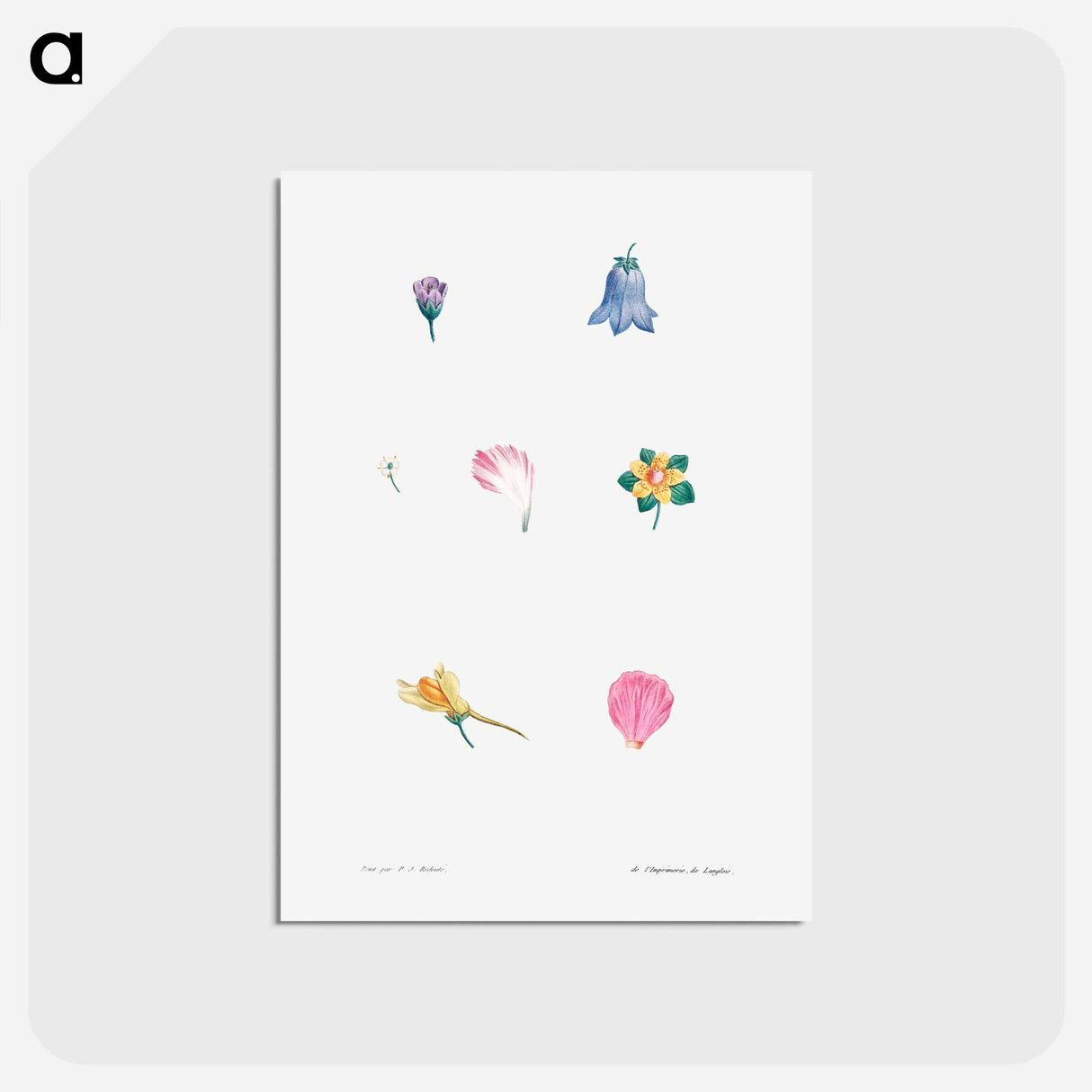 アートポストカード-Flower set from La Botanique de J. J. Rousseau - ピエール ジョゼフ ルドゥーテ Postcard.