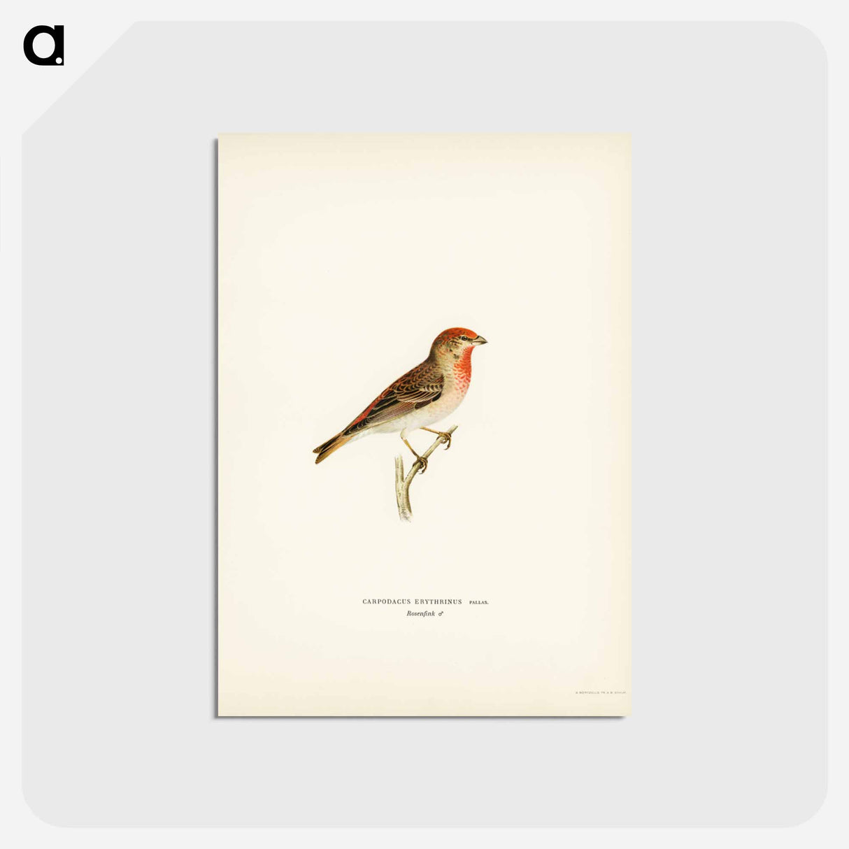 アートポストカード-Common Rosefinch
- スヴェンスカ フォグラル Postcard.