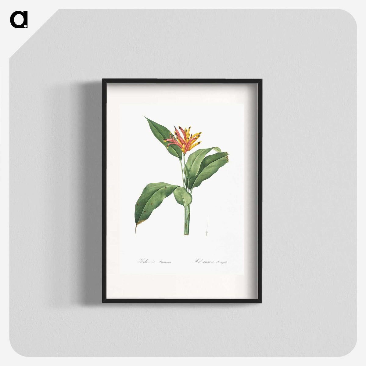 1-59_The-Lilies_blk