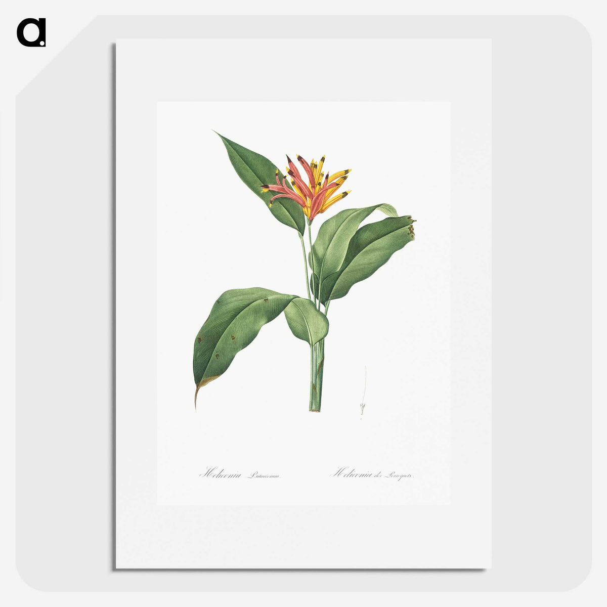 1-59_The-Lilies_picture