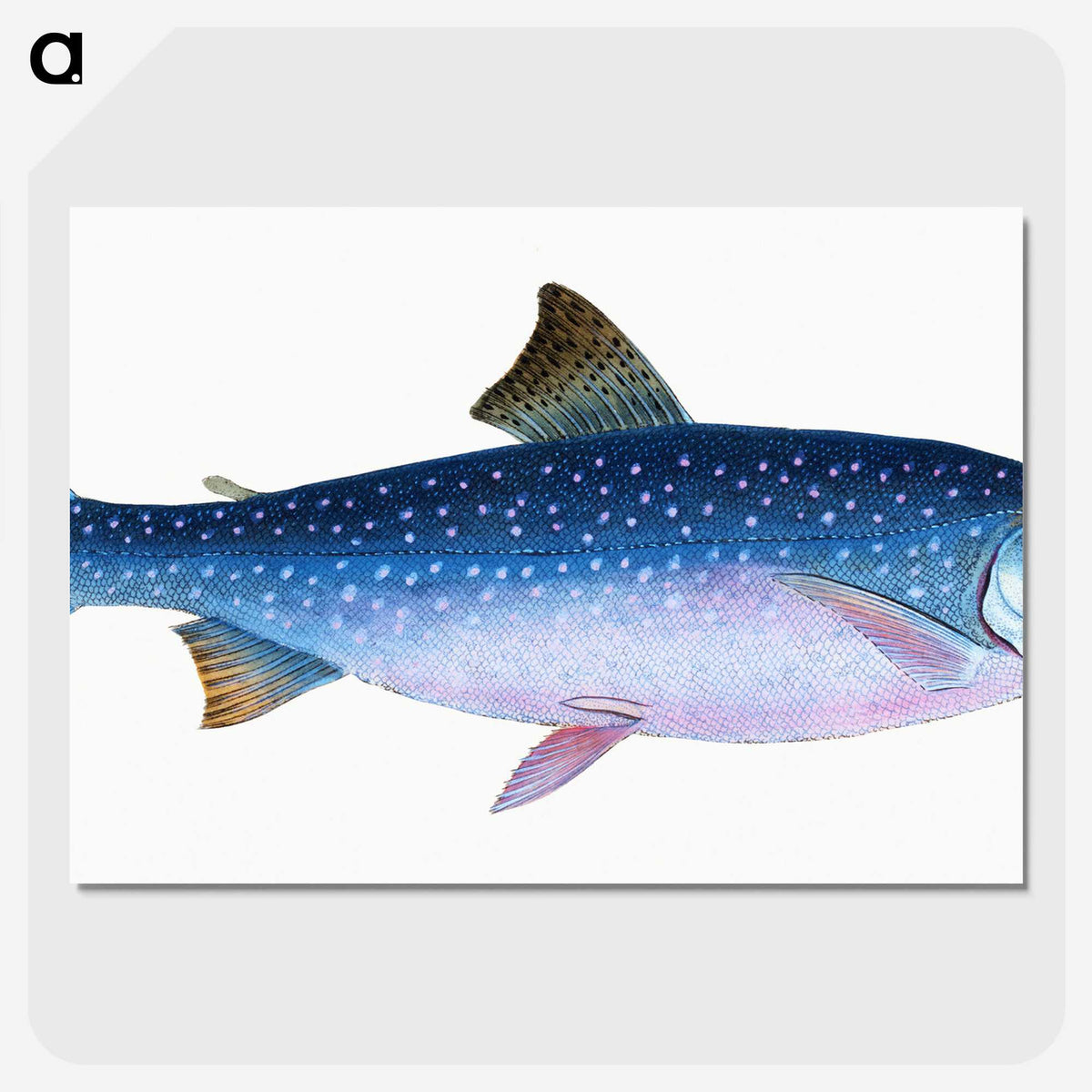 1-59_The-Natural-History-of-British-Fishes_picture-crop