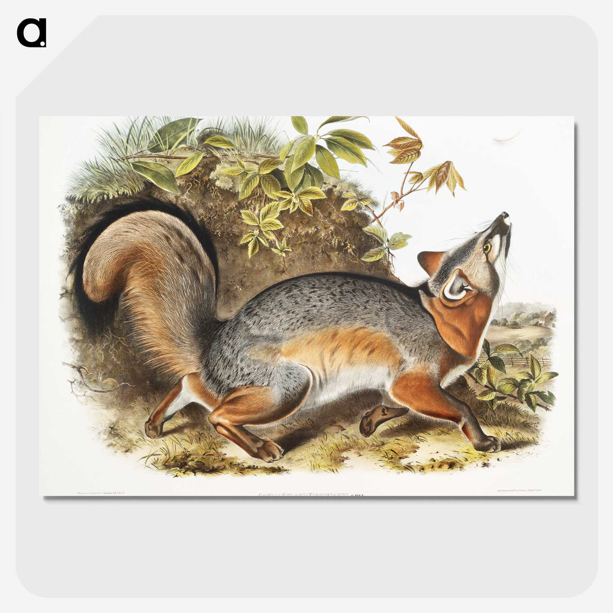1-59_The-Viviparous-Quadrupeds_picture-crop