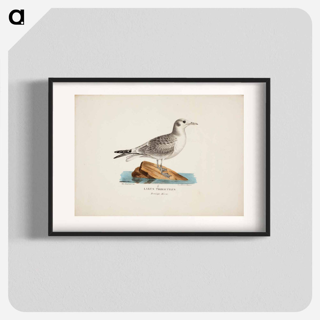 Kittiwake - ヴィルヘルム フォン ライト Poster.