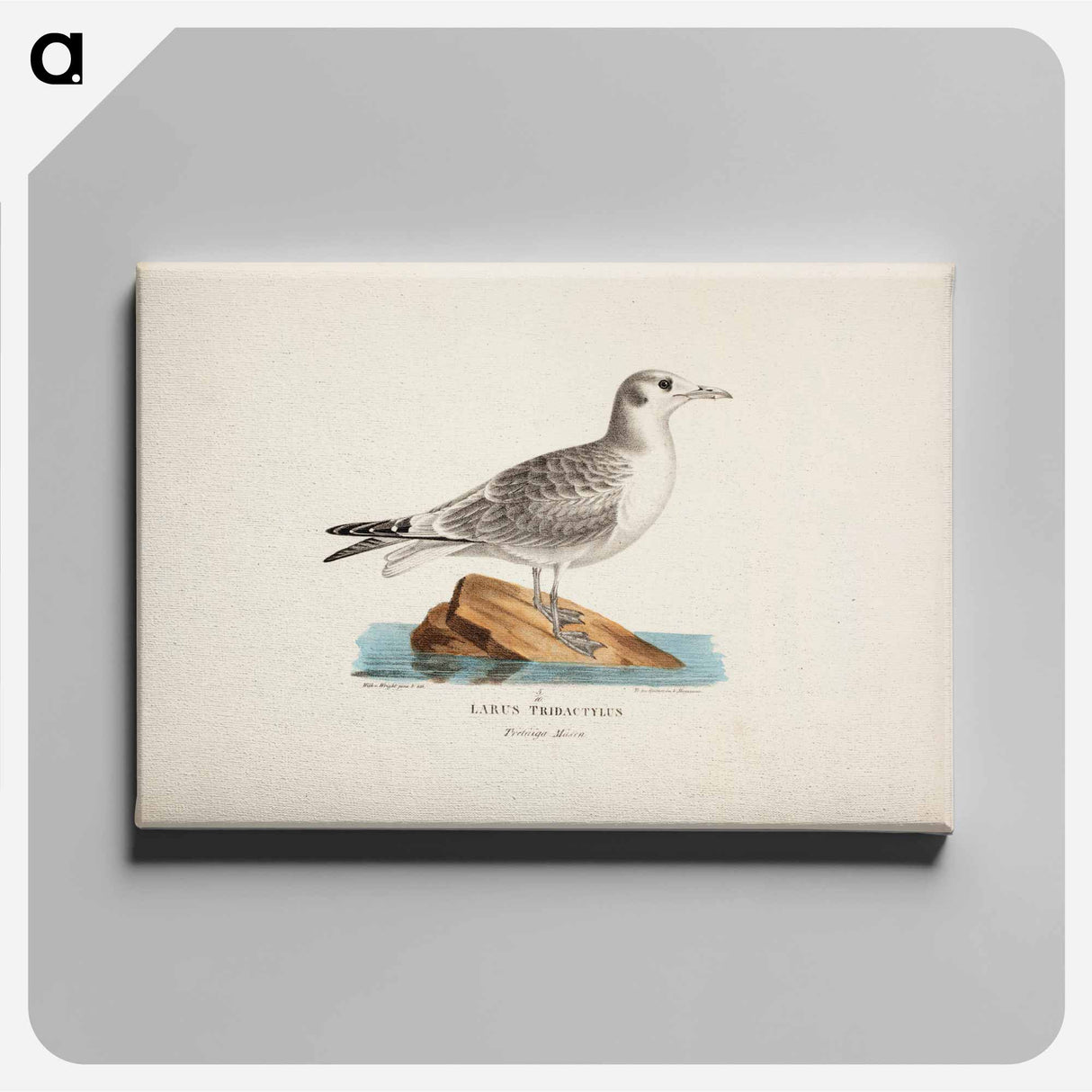 Kittiwake - Wilhelm von Wright Canvas.