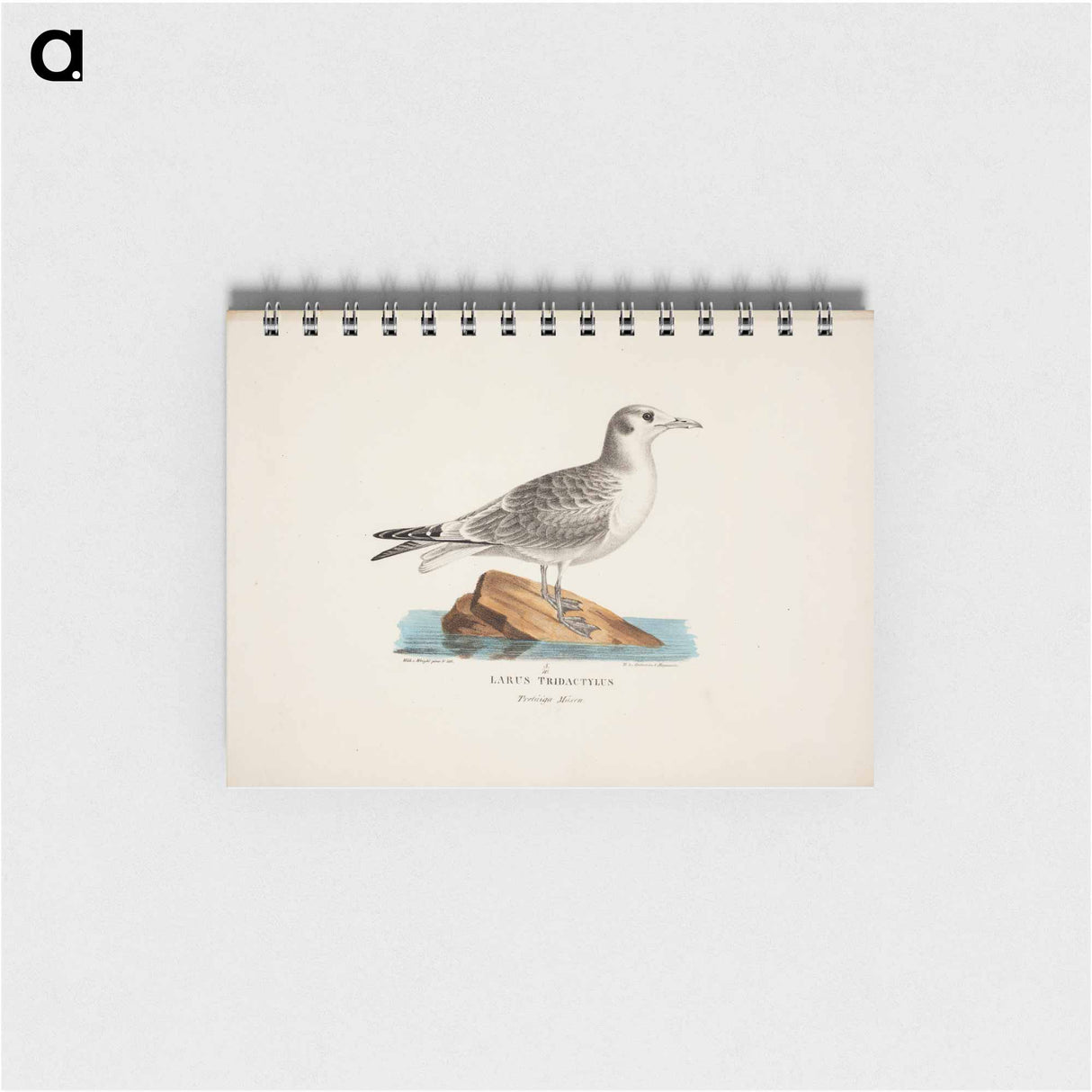 Kittiwake - ヴィルヘルム フォン ライト Memo.