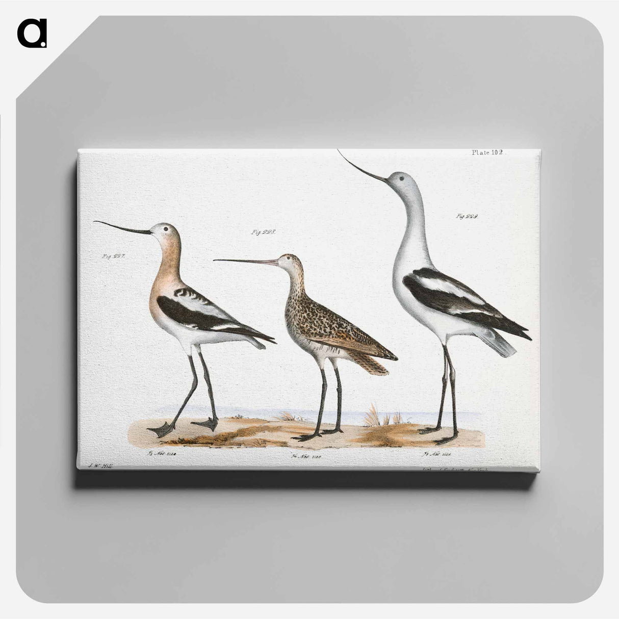 American Avocet (Recurvirostra americana) - Zoological Canvas, New York.