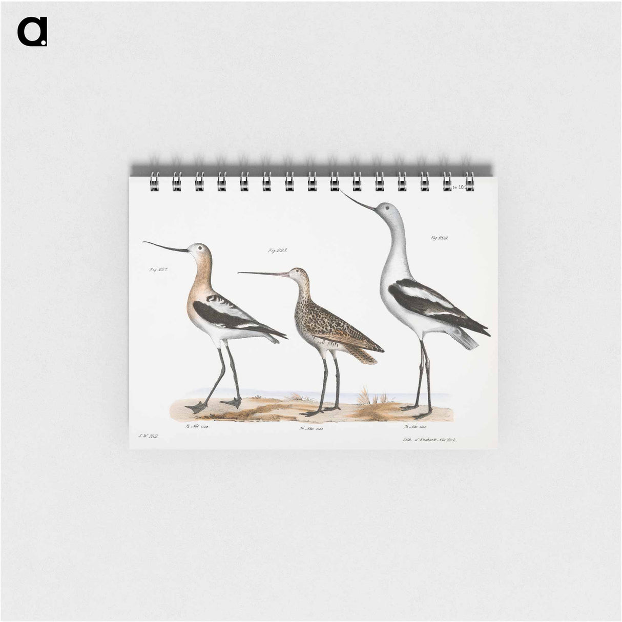 アートメモ帳-American Avoset (Recurvirostra americana) - ニューヨークの動物学 Memo.
