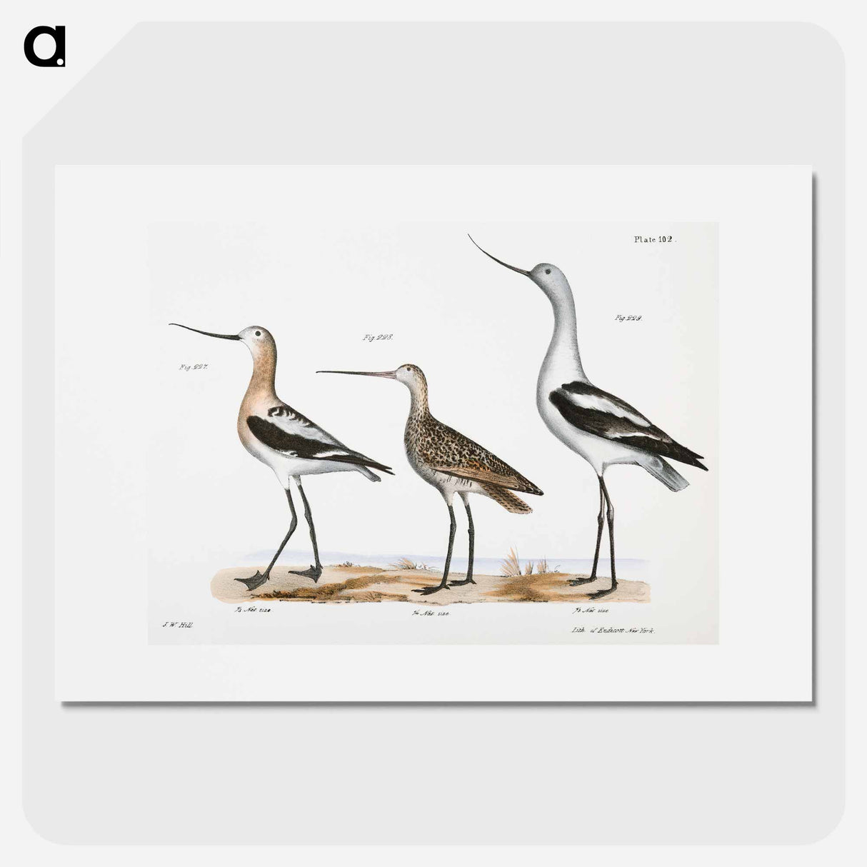 アートポスター-American Avoset (Recurvirostra americana) - ニューヨークの動物学 Poster.