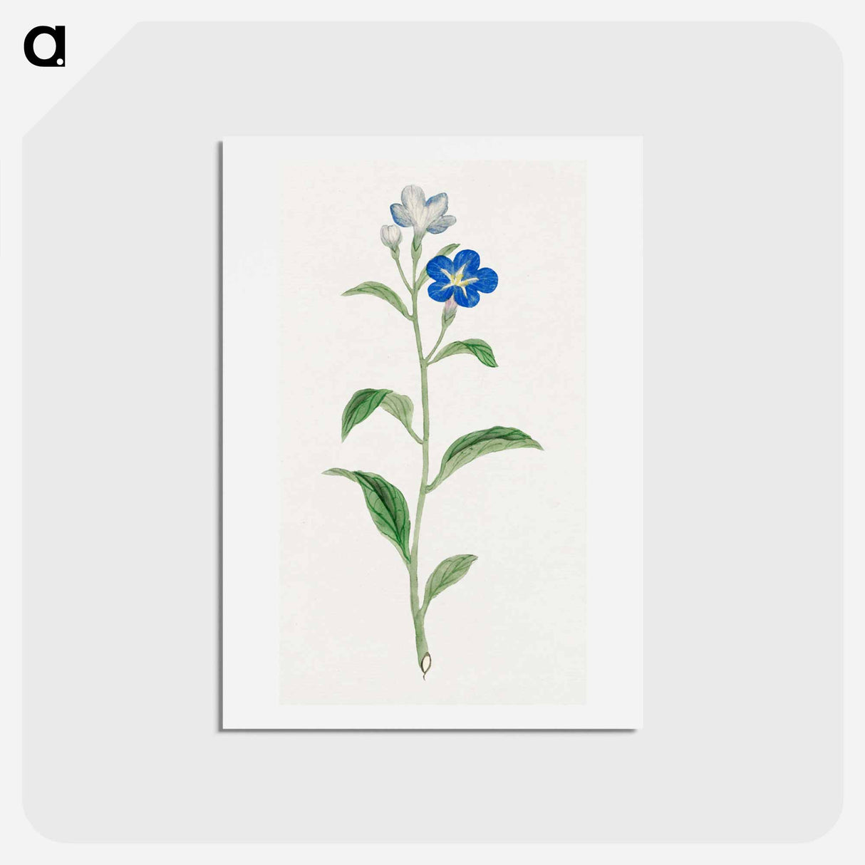 Hotarugusa - 19世紀の日本の花 Postcard.